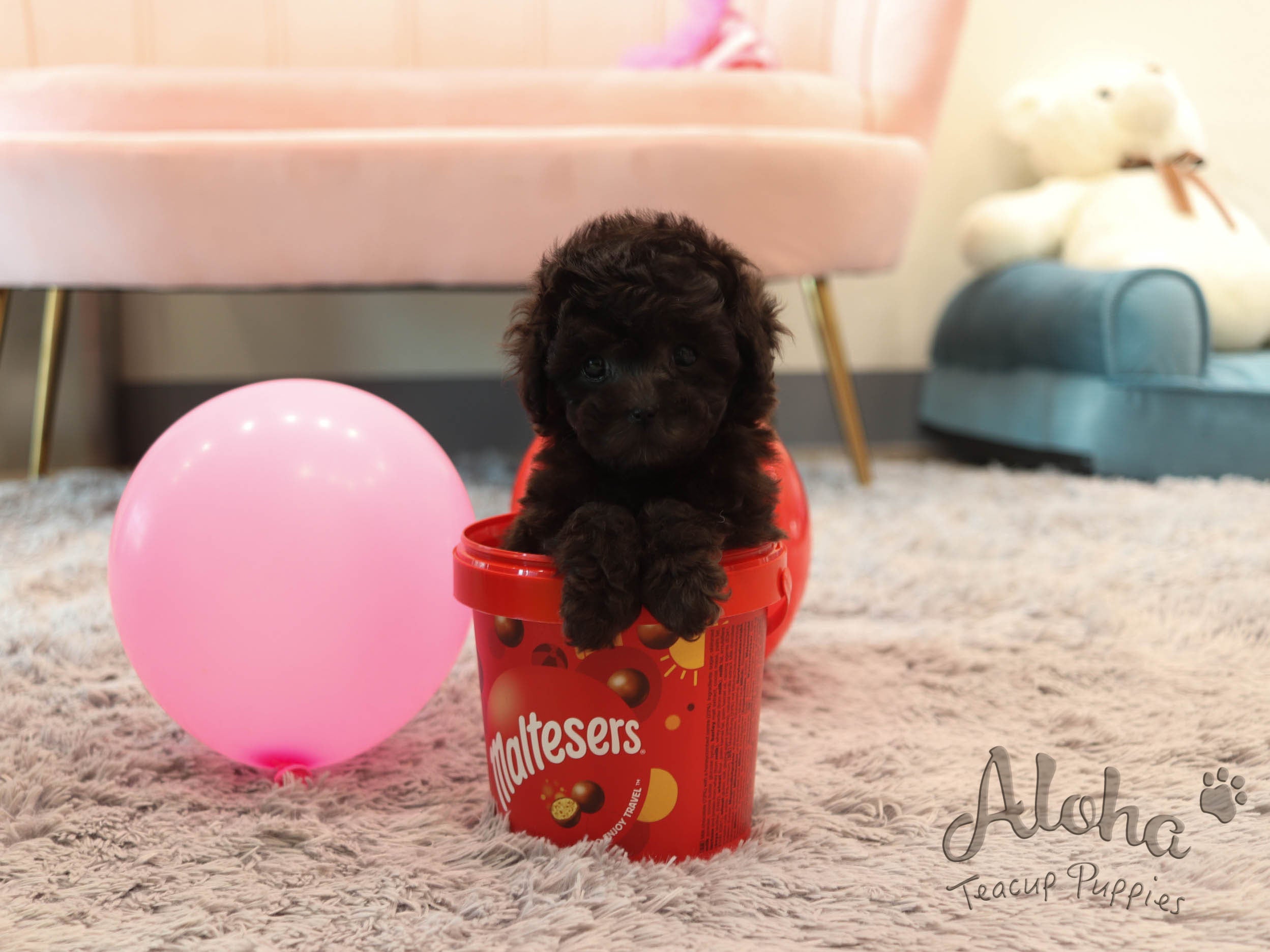 Holly [TEACUP POODLE]