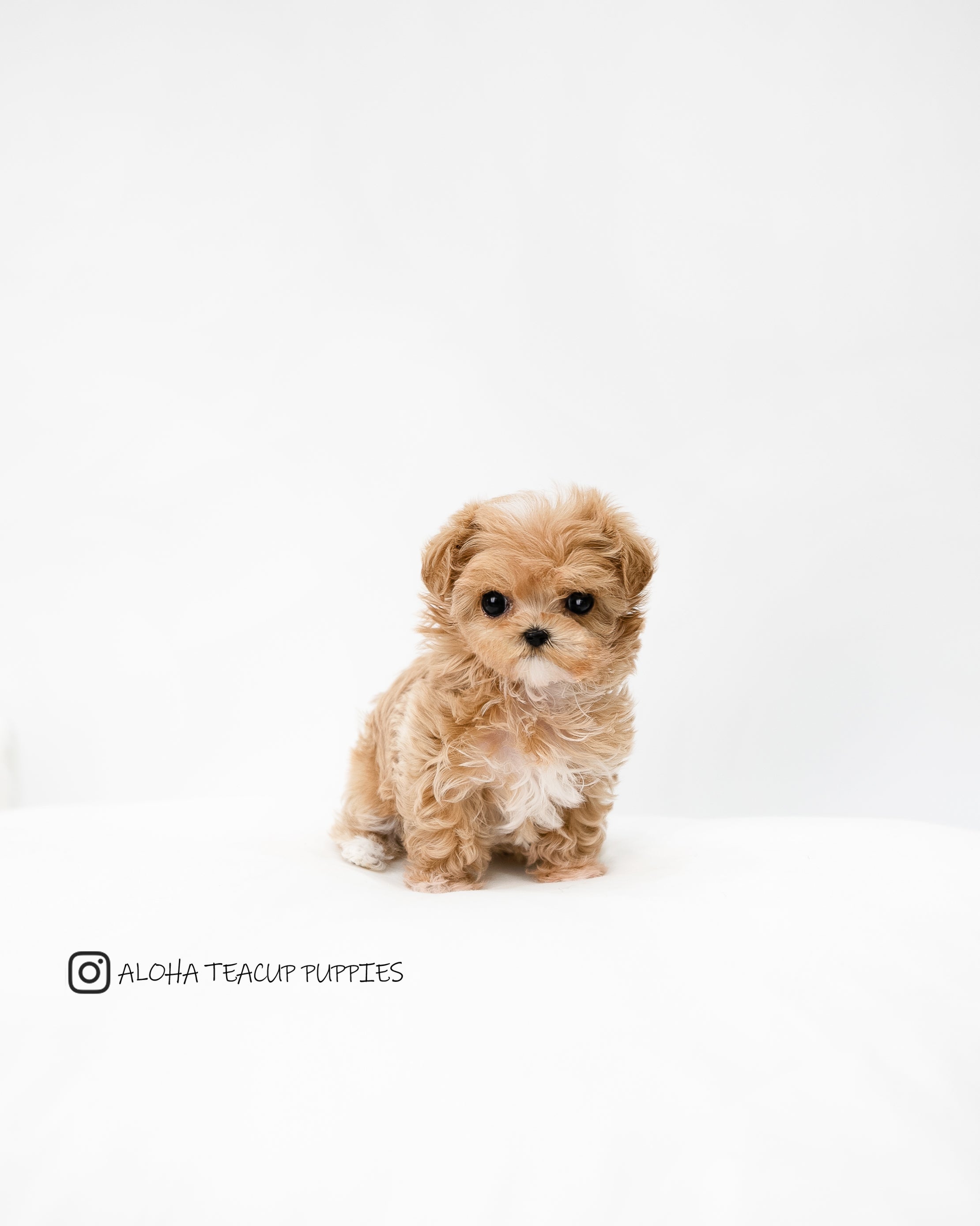 Riley [TEACUP MALTIPOO]