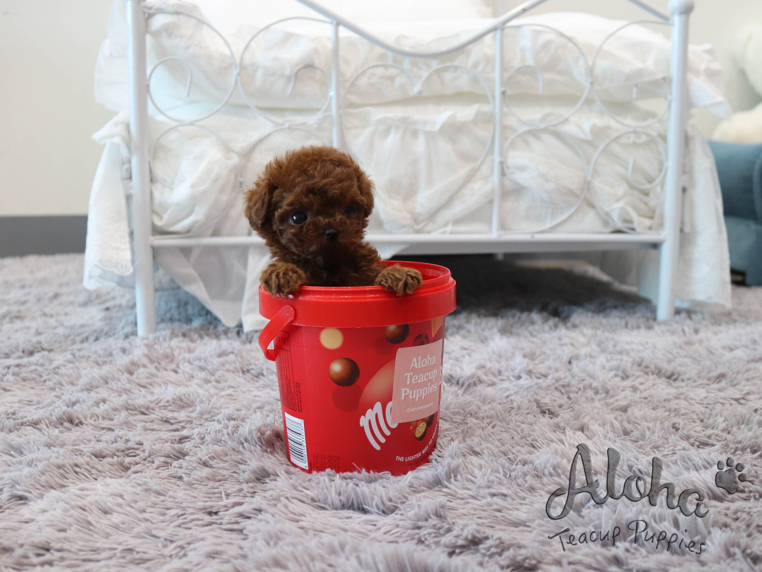 Lina [TEACUP POODLE]