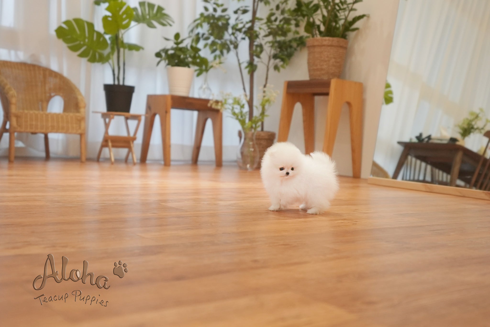 Anna [TEACUP POMERANIAN]