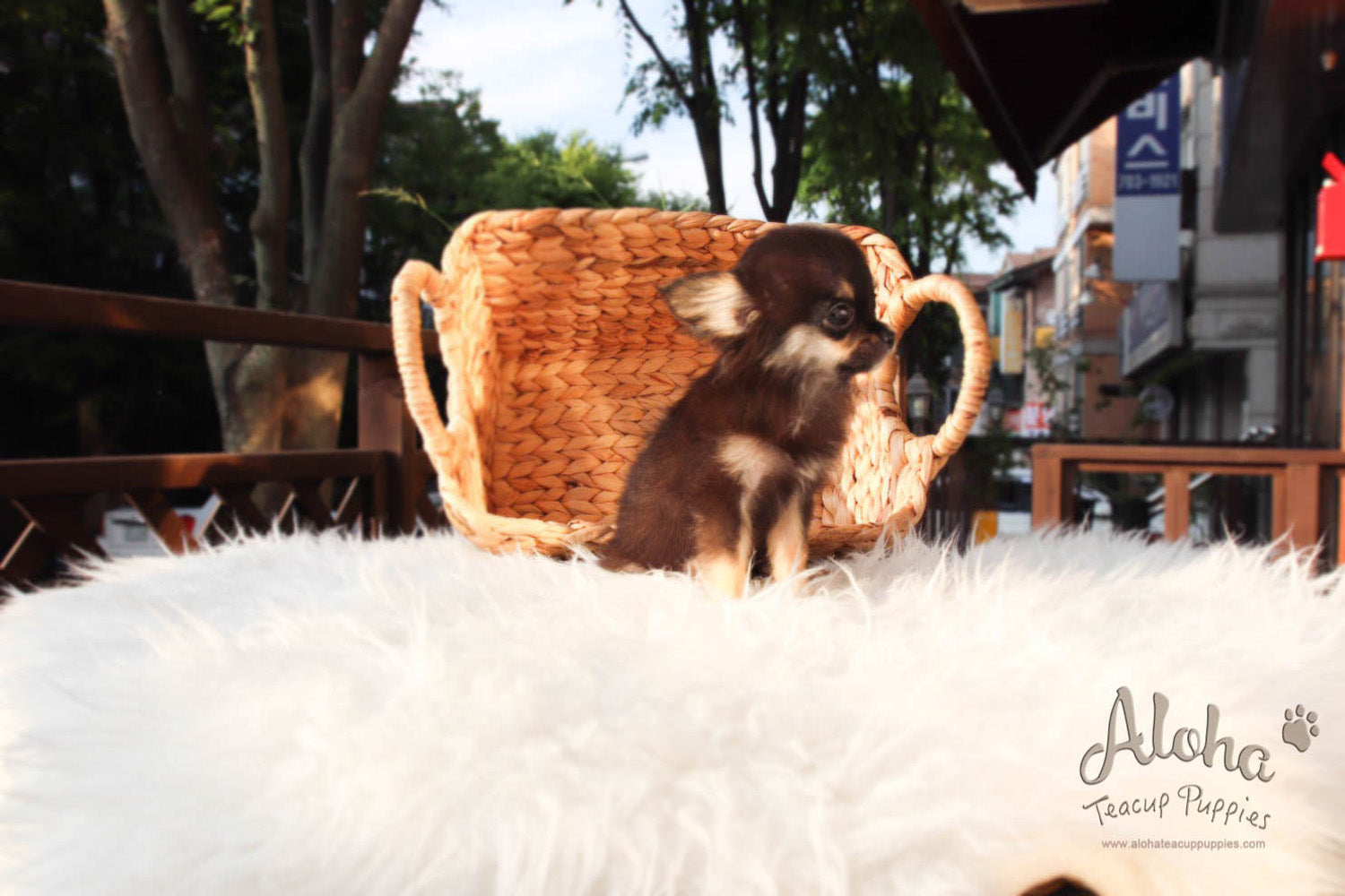Aries - [Chihuahua]