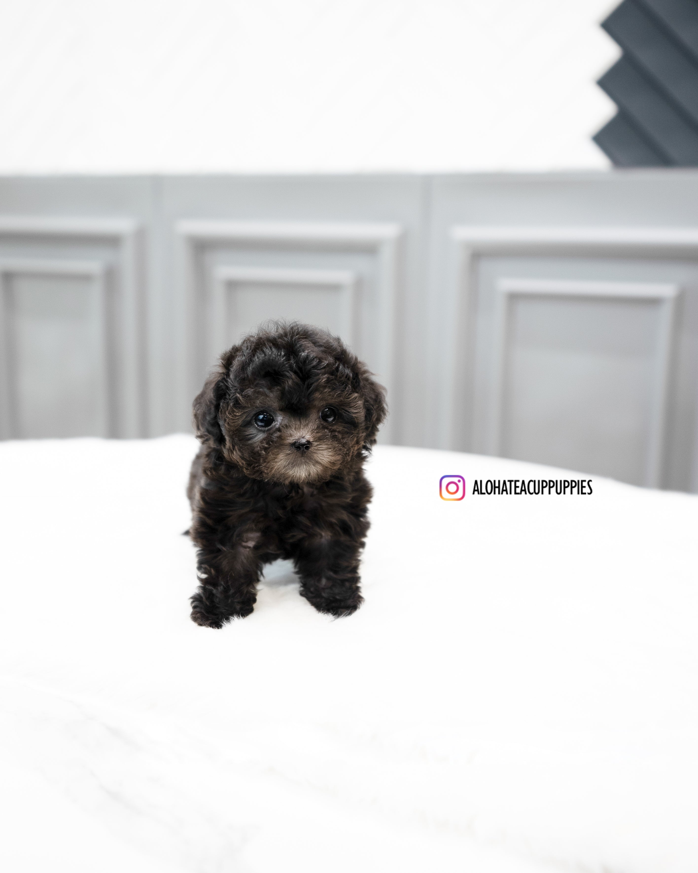 Alice [TEACUP POODLE]