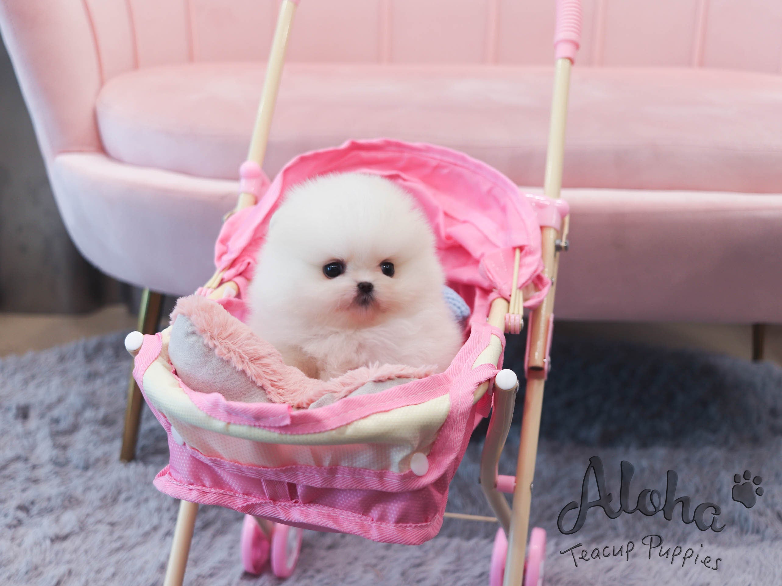 May [TEACUP POMERANIAN]