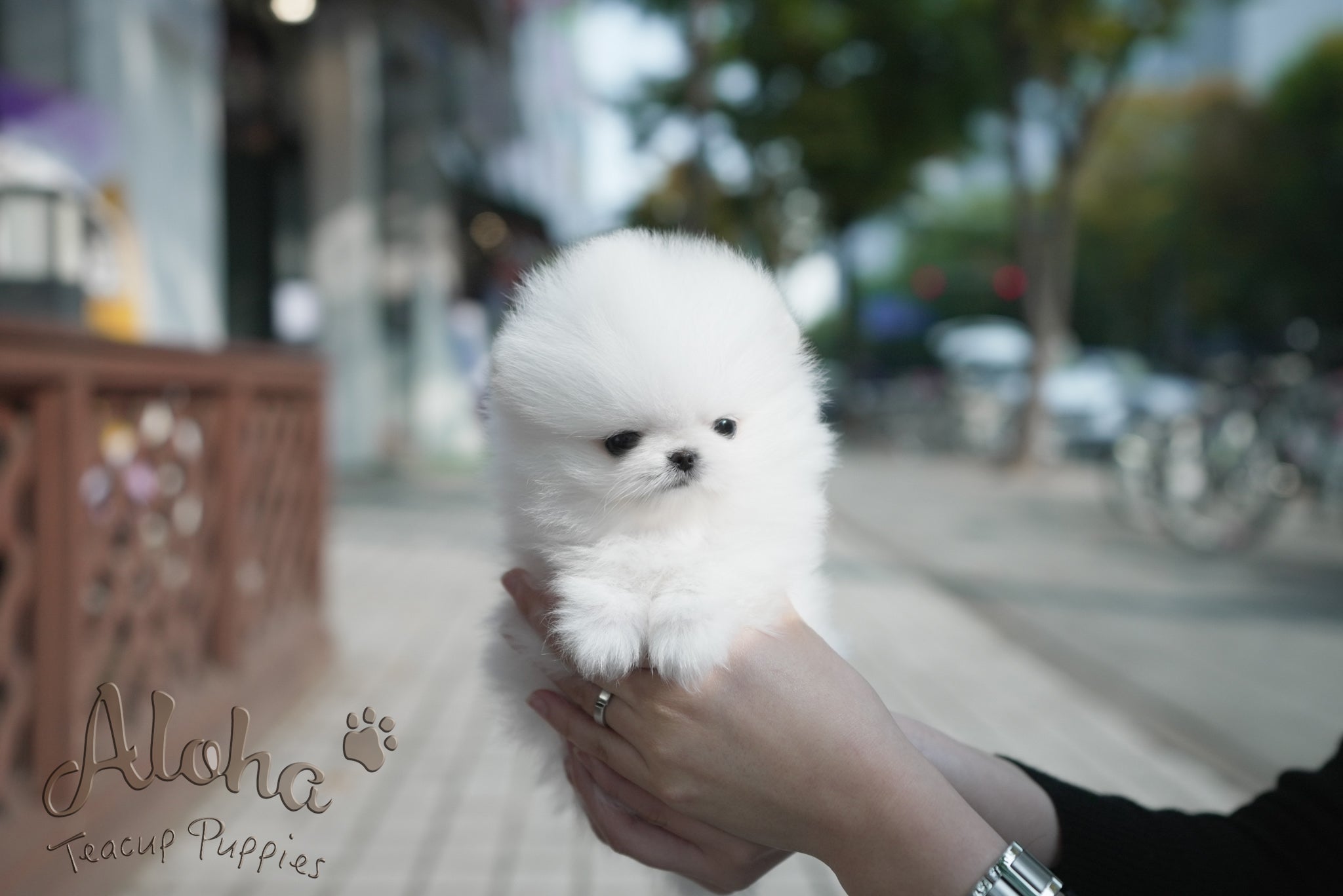 Theo [TEACUP POMERANIAN]