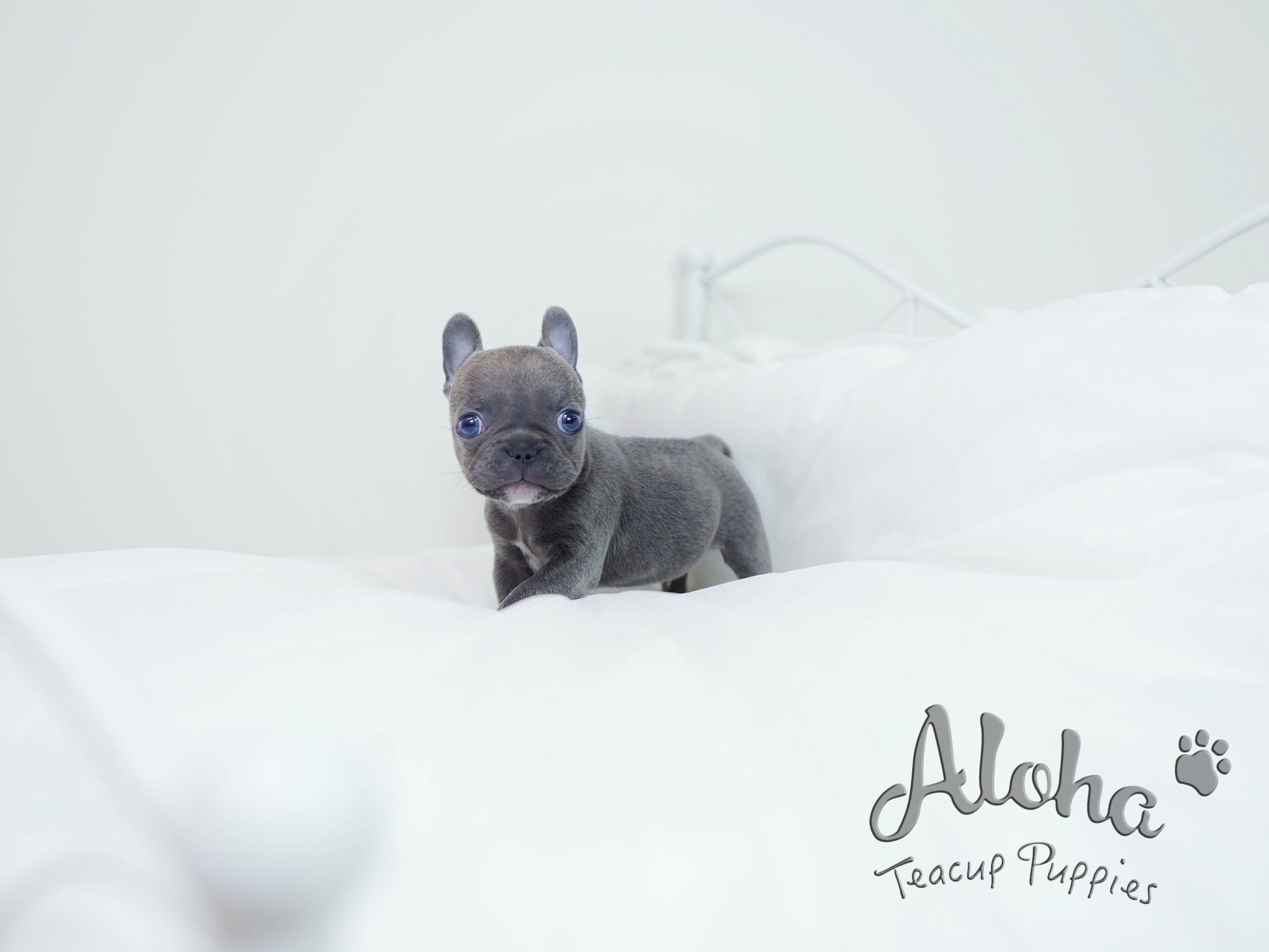Bentley [TEACUP French]