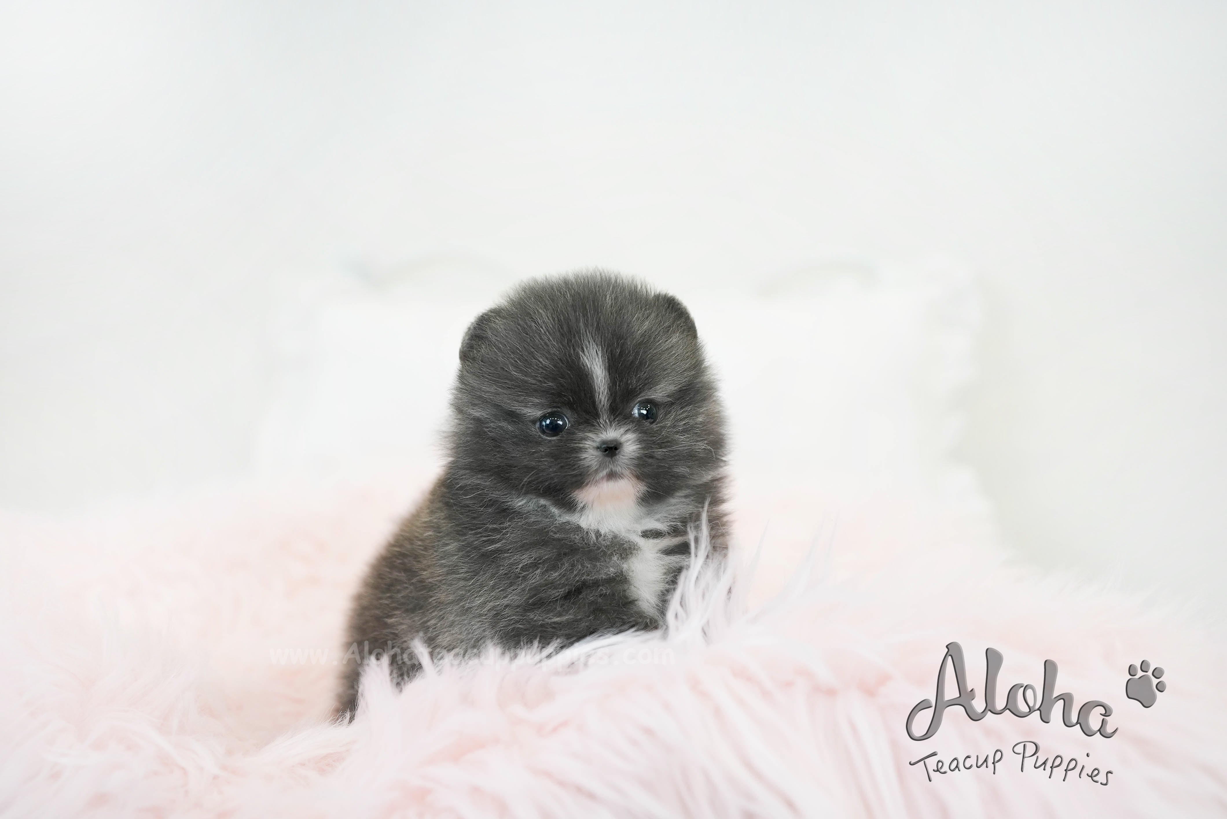 Violet [TEACUP POMERANIAN]