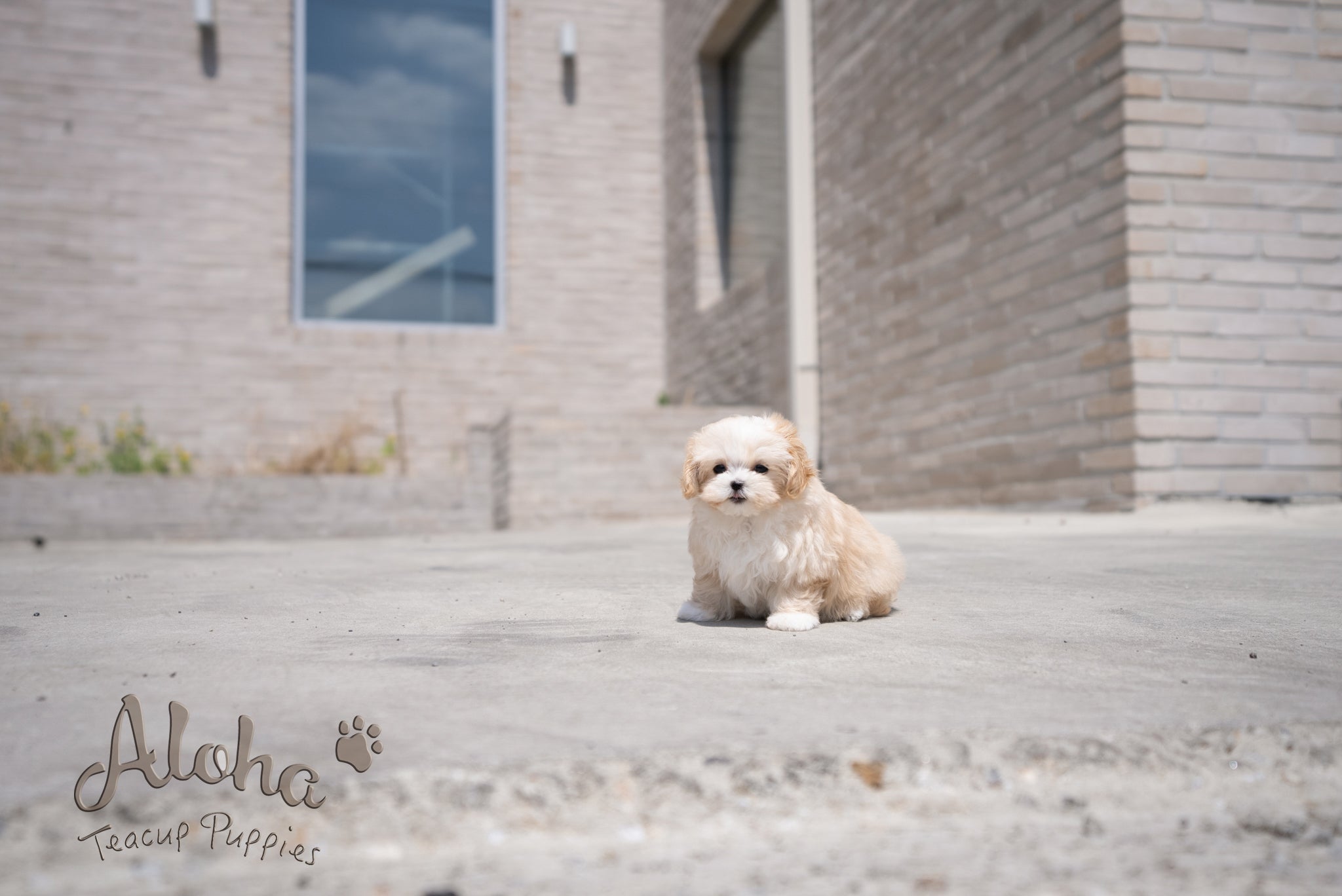 Mia [TEACUP MALTIPOO]