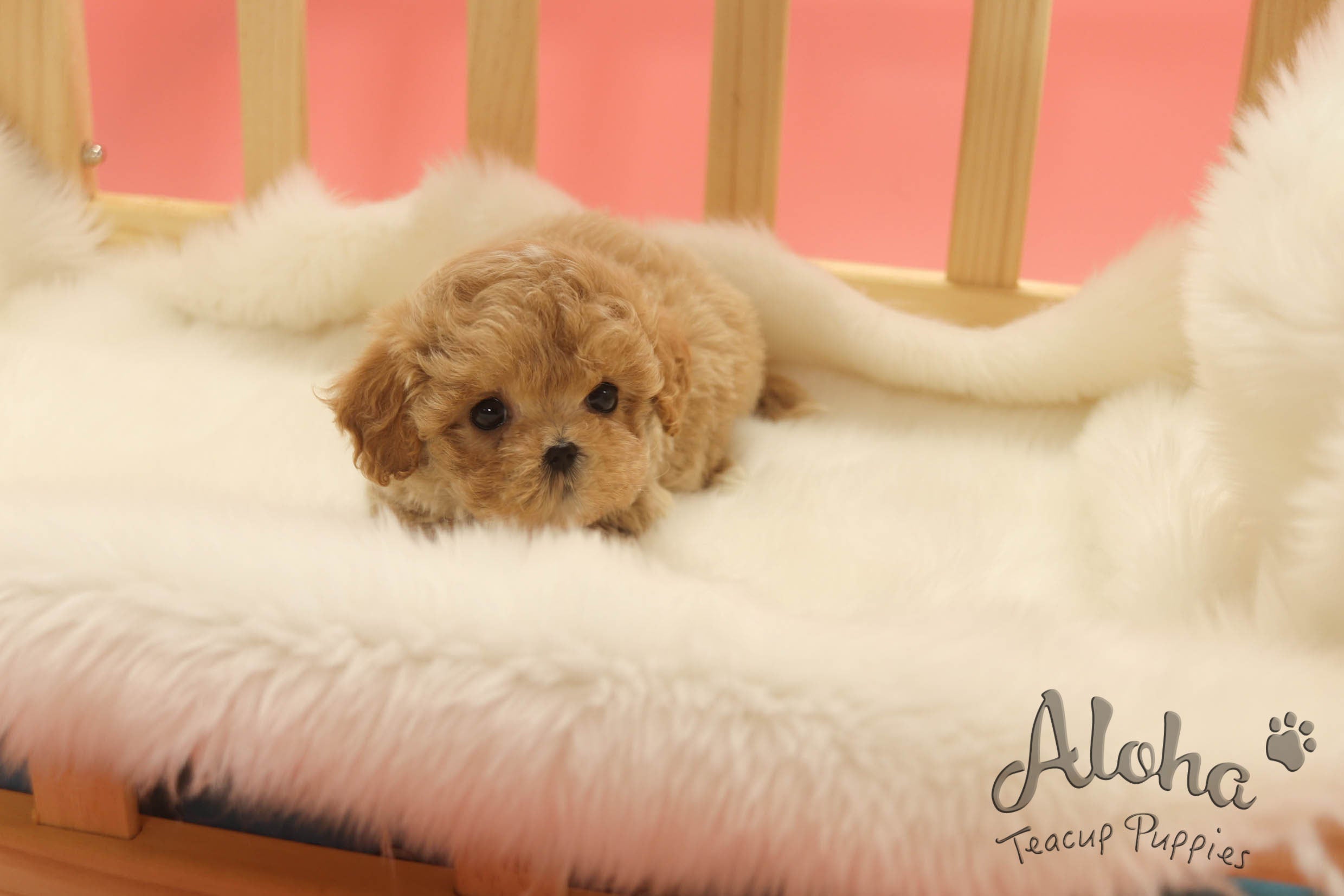 Mocha [MALTIPOO TAZA DE TÉ]