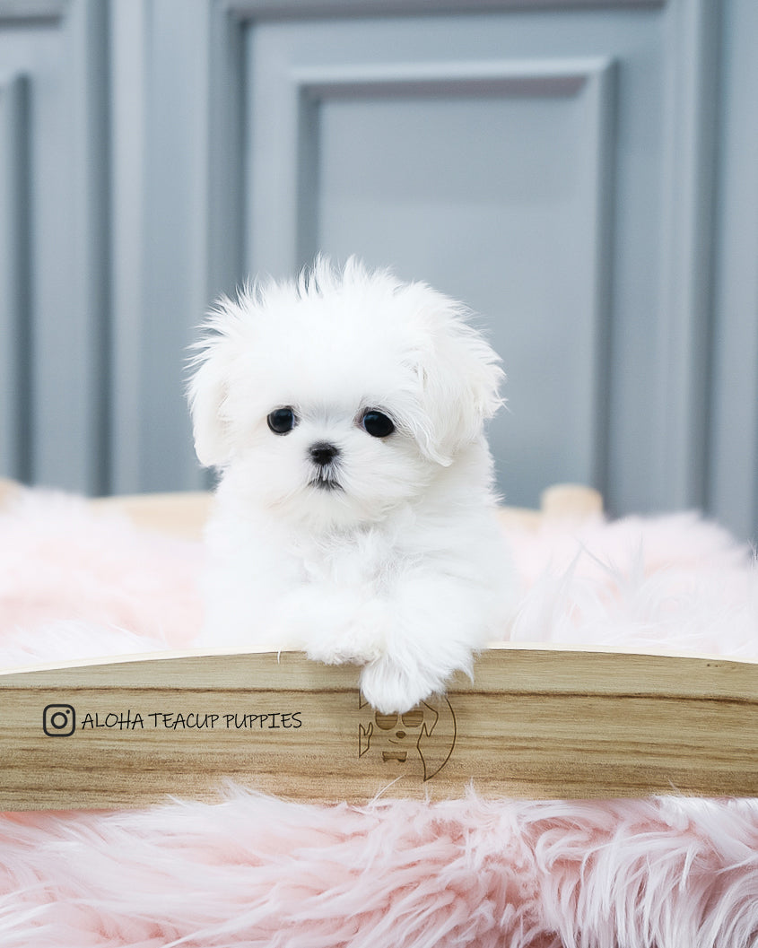 Adela [TEACUP MALTESE]