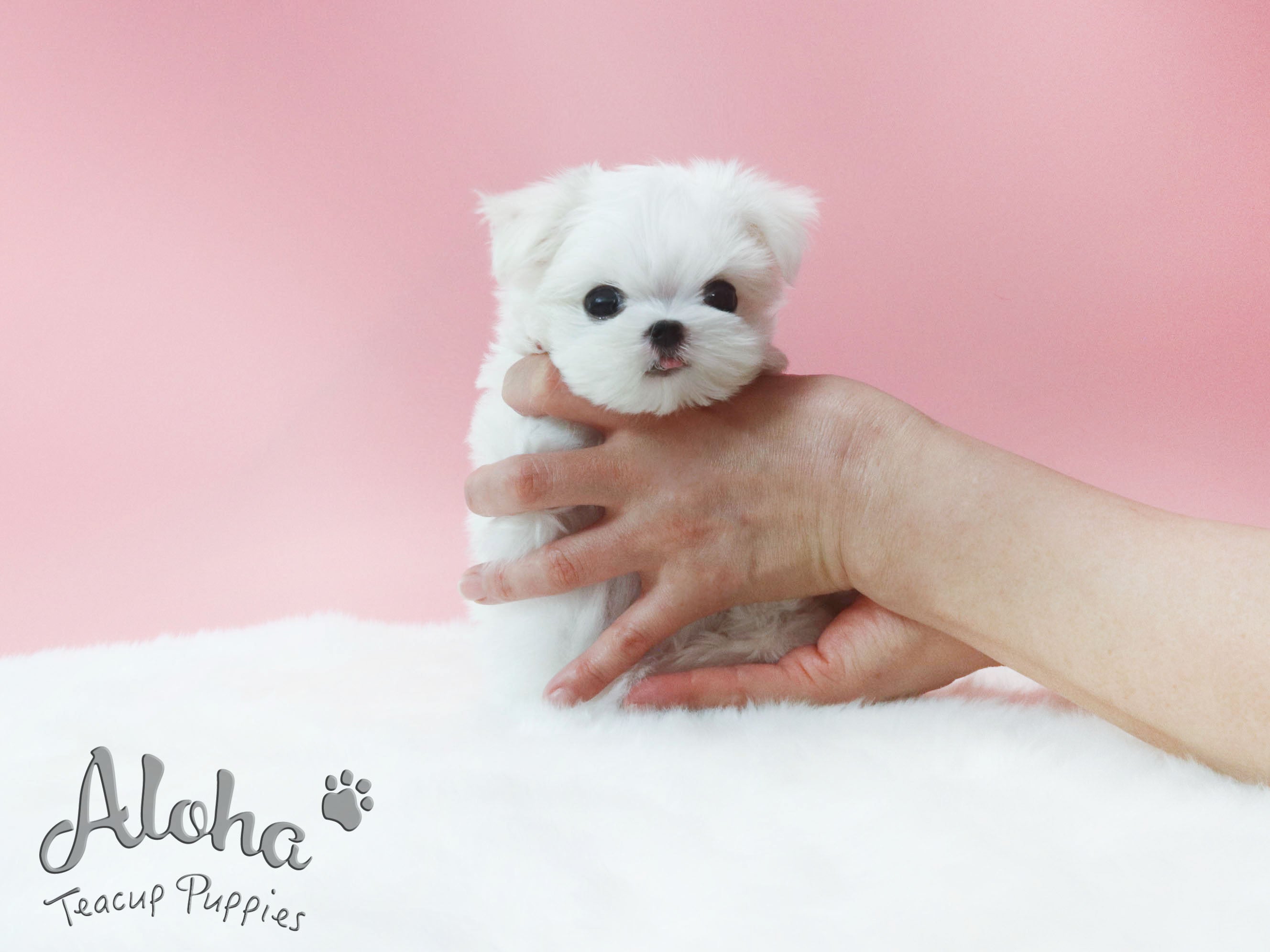 Sugar [TEACUP MALTESE]