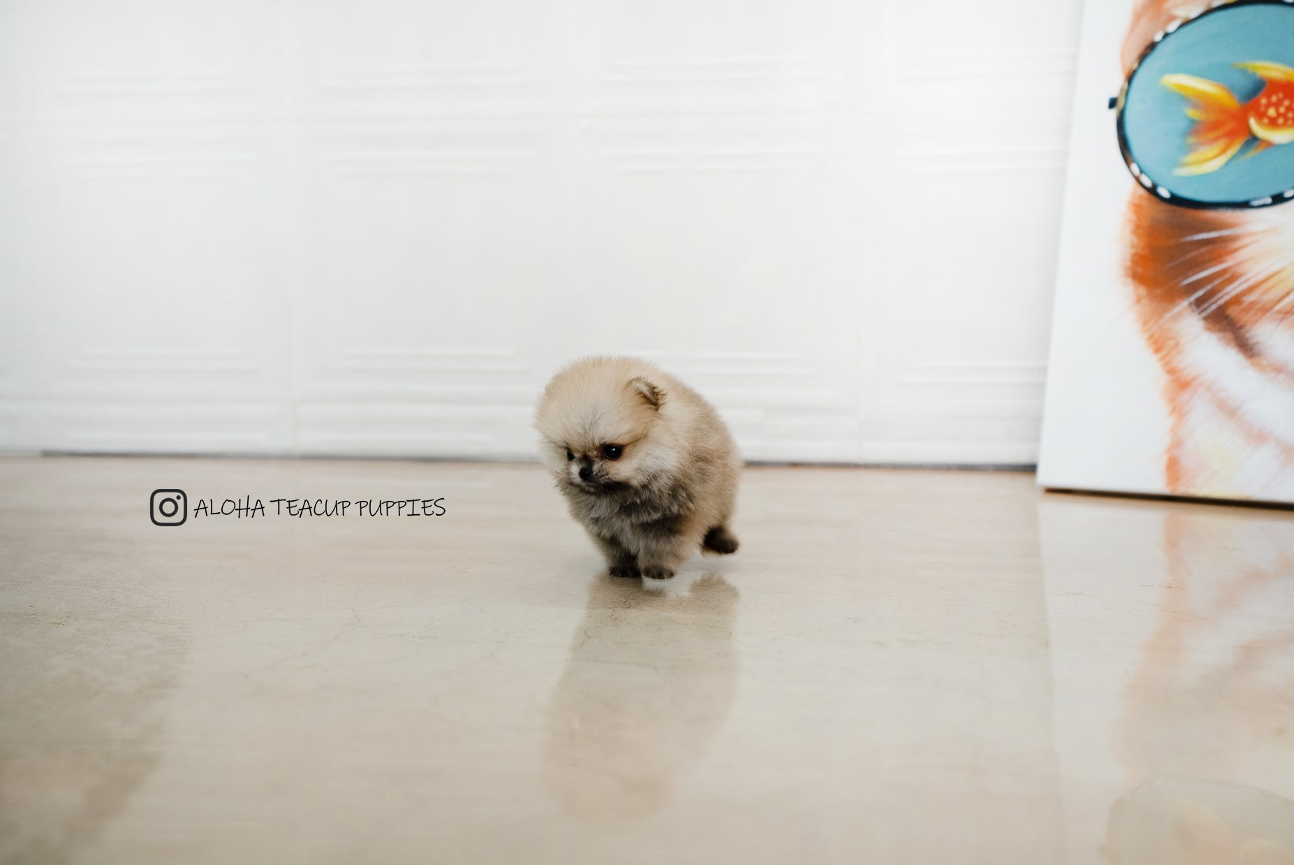 Zona [TEACUP POMERANIAN]