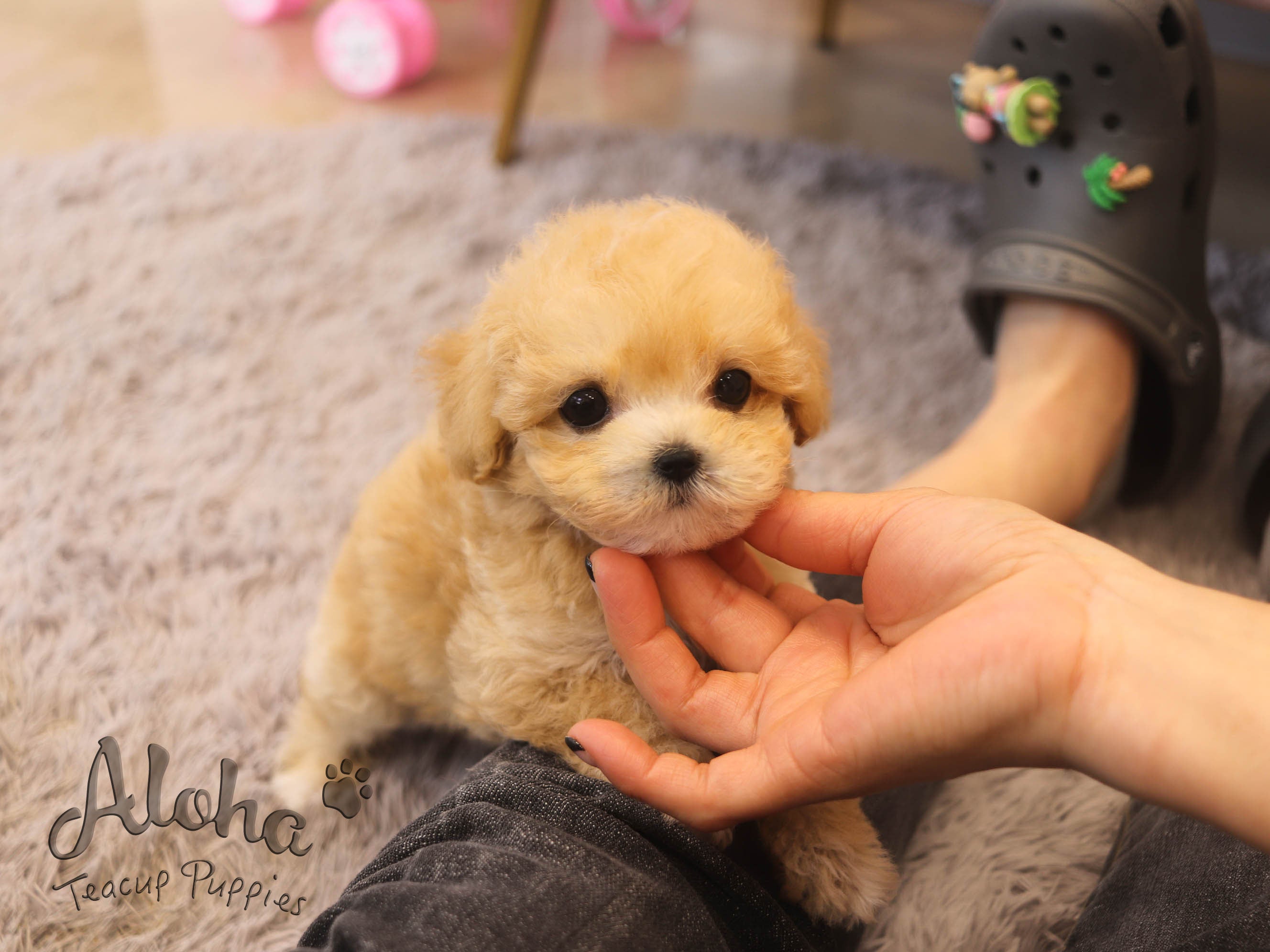 Burberry [TEACUP MALTIPOO]