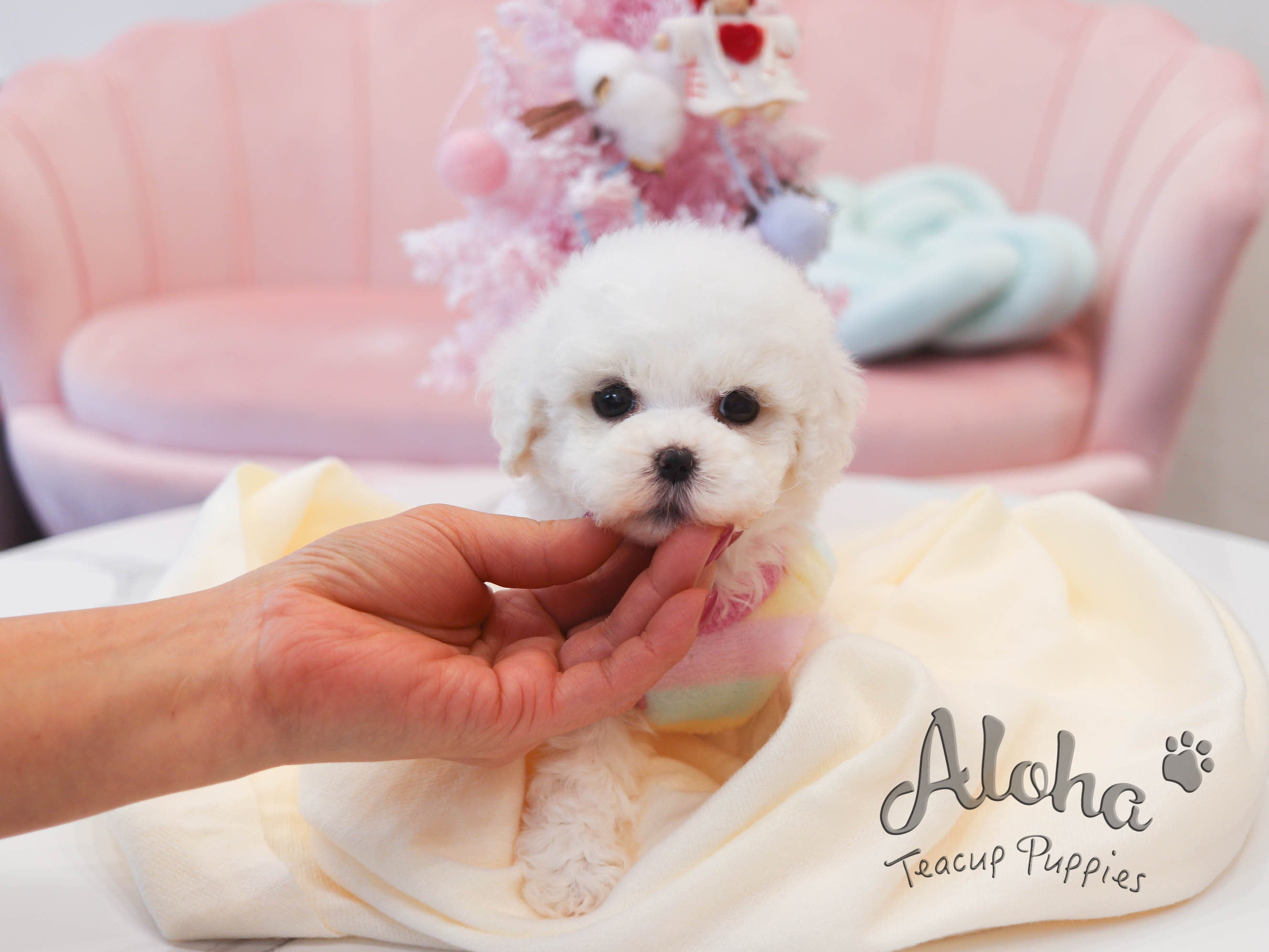 Dorothy [TEACUP Bichon]