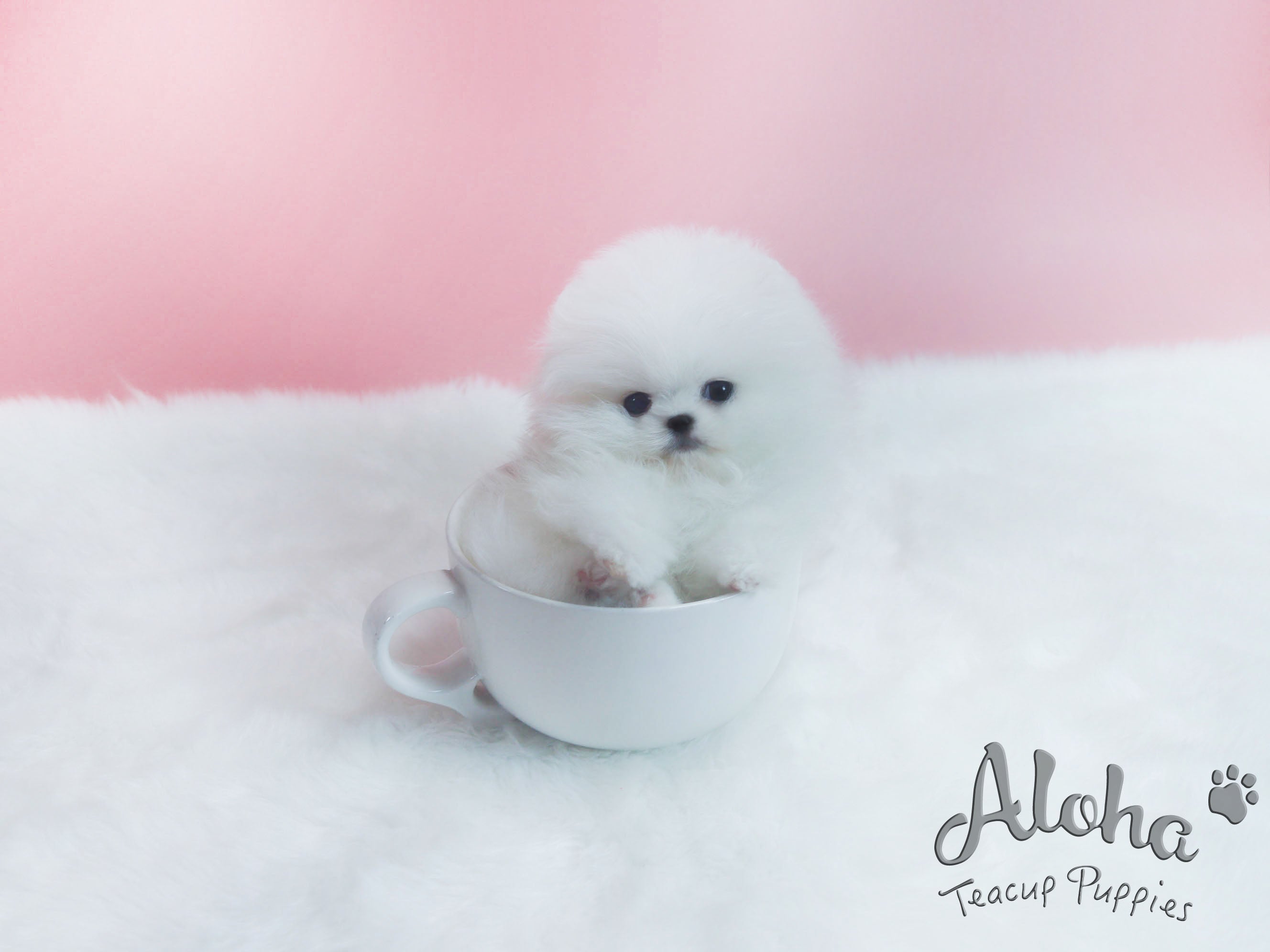 Sold to Alexandra, Princess [TEACUP POMERANIAN]