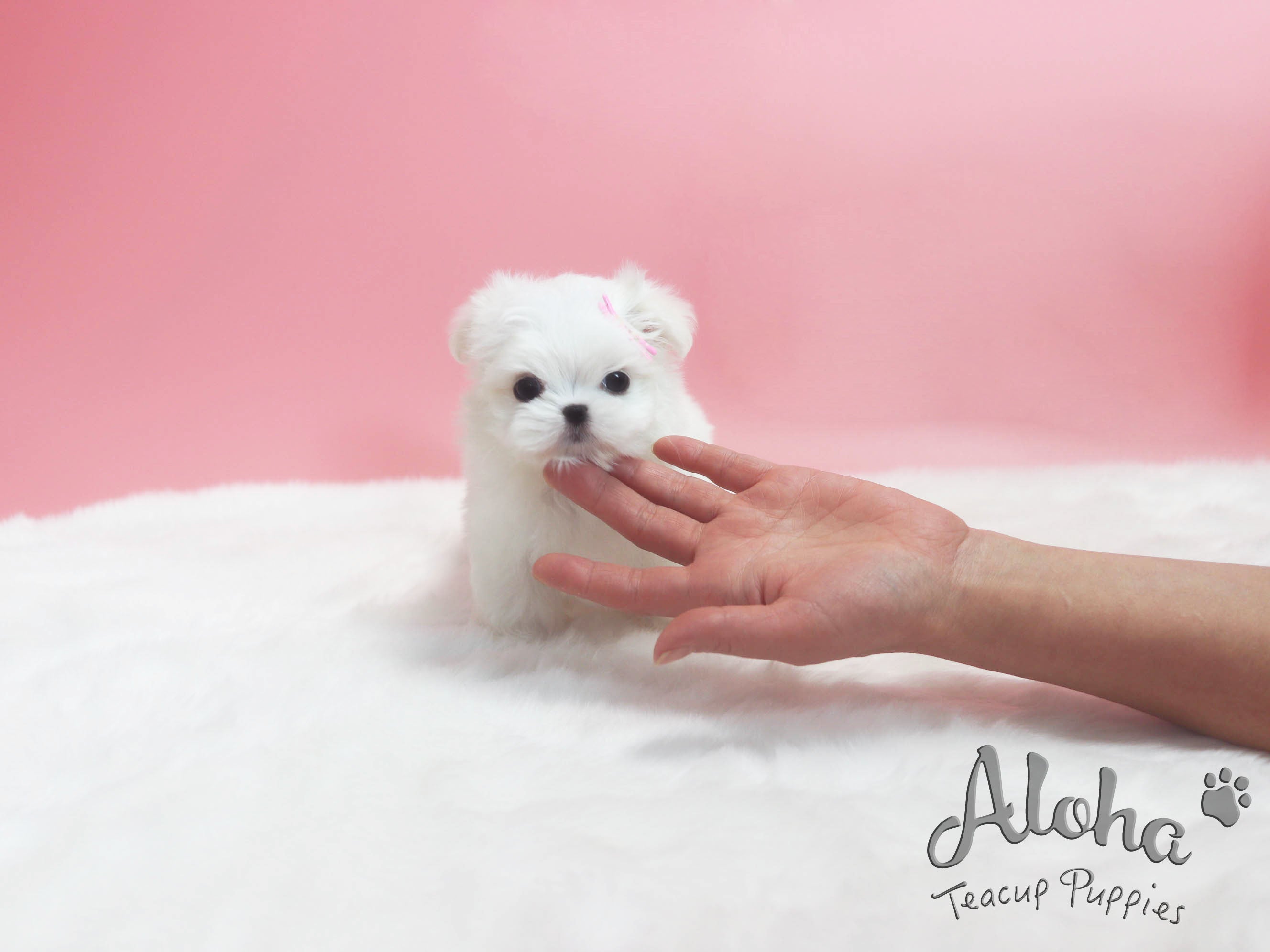 Dorothy [TEACUP MALTESE]
