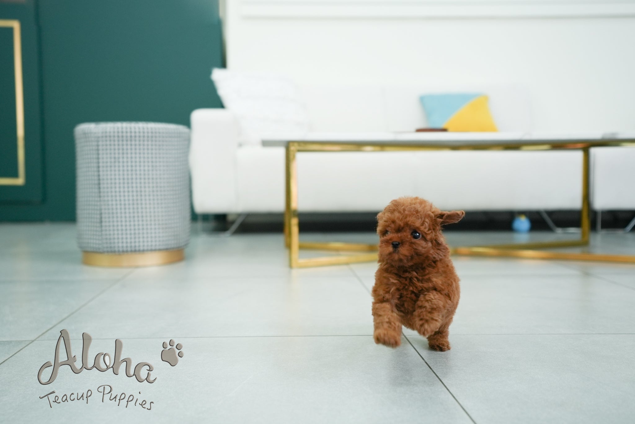 Olivia [TEACUP POODLE]