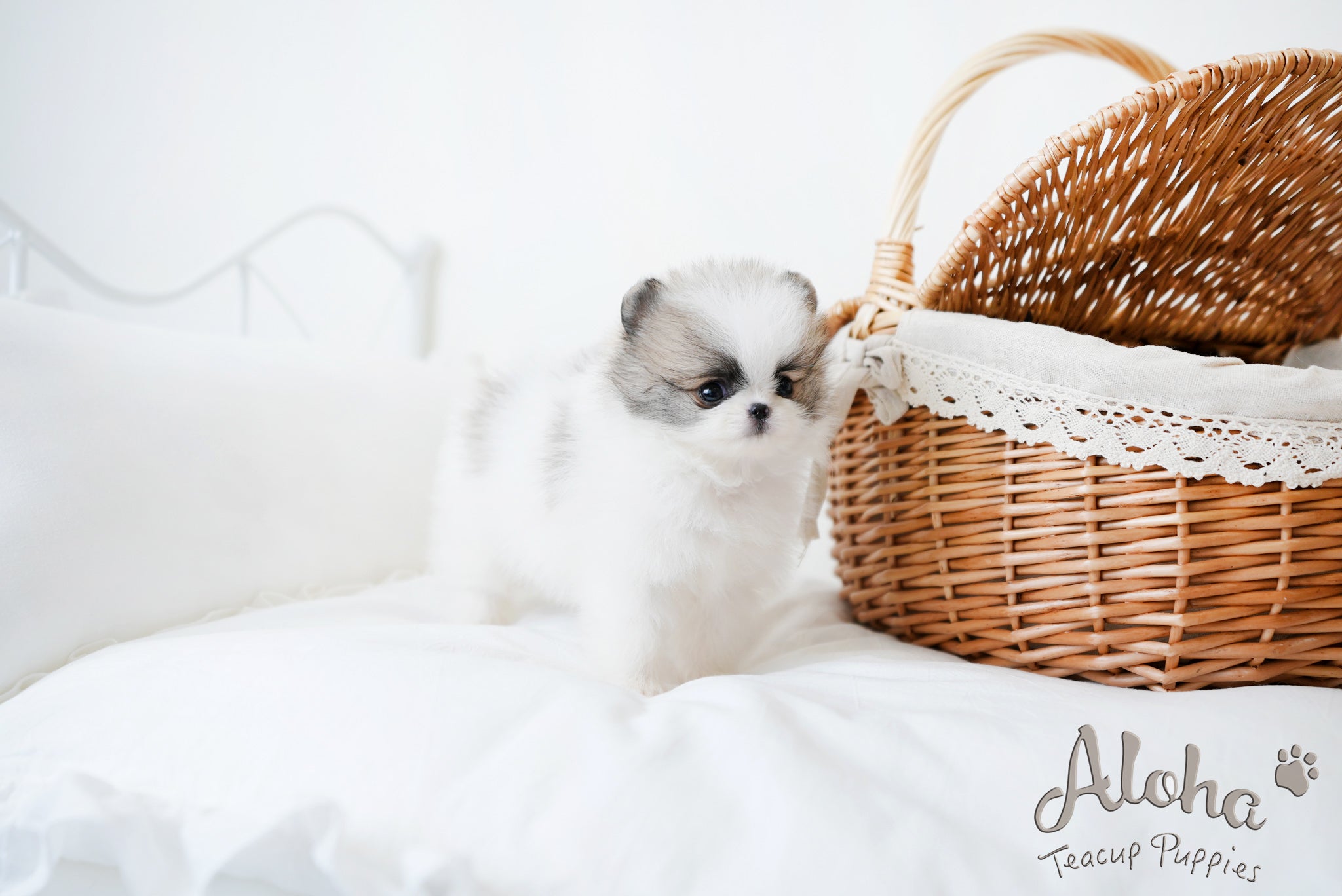 Lukas [TEACUP POMERANIAN]