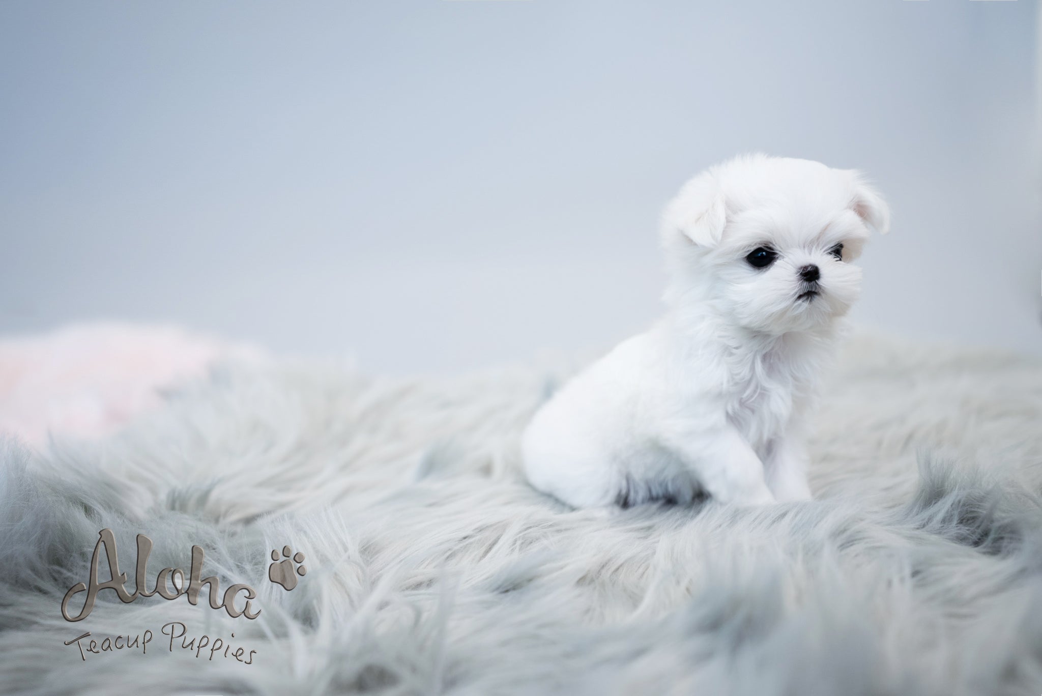 Agata [TEACUP MALTESE]