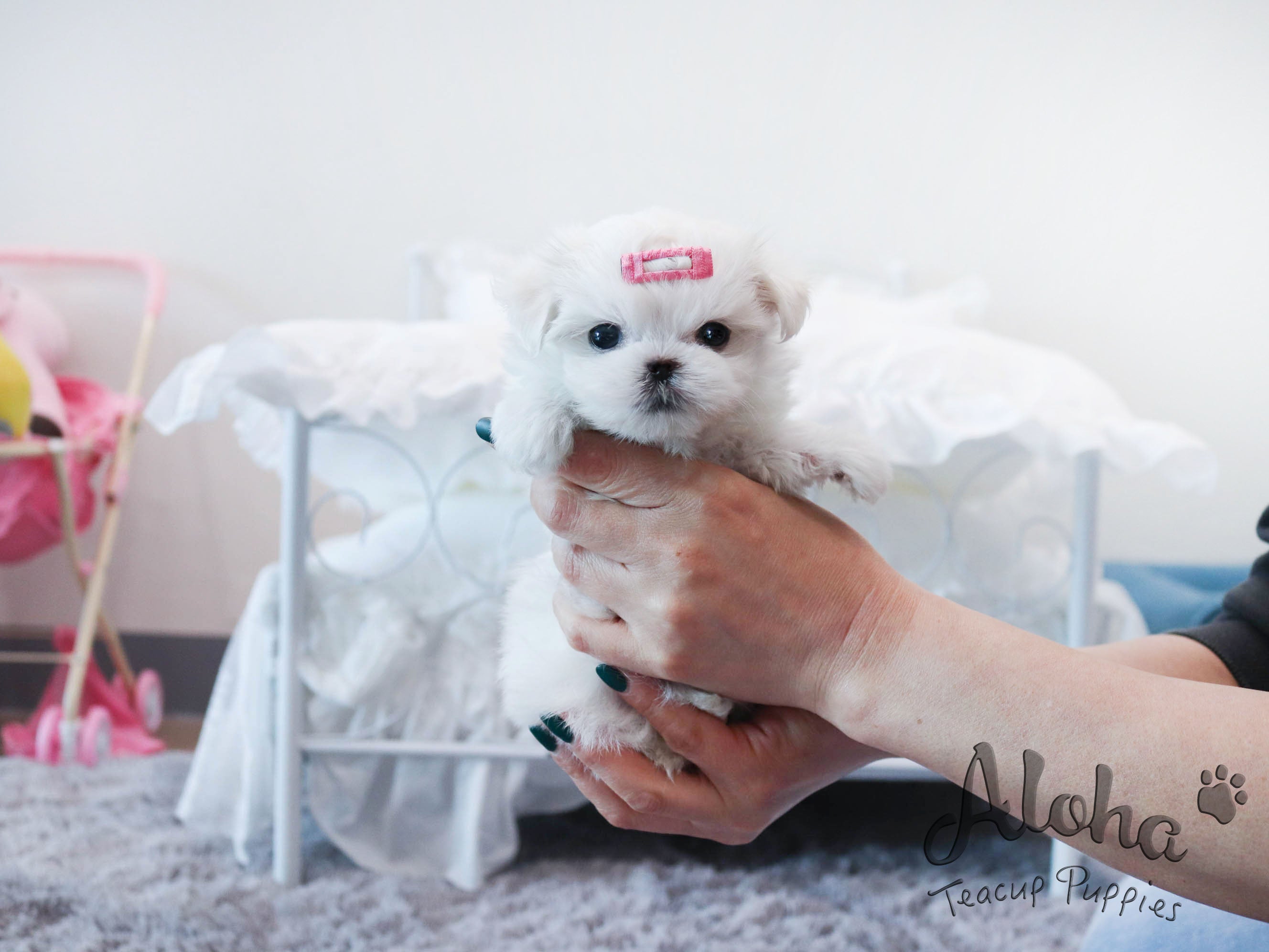 RUDY [TEACUP MALTESE]