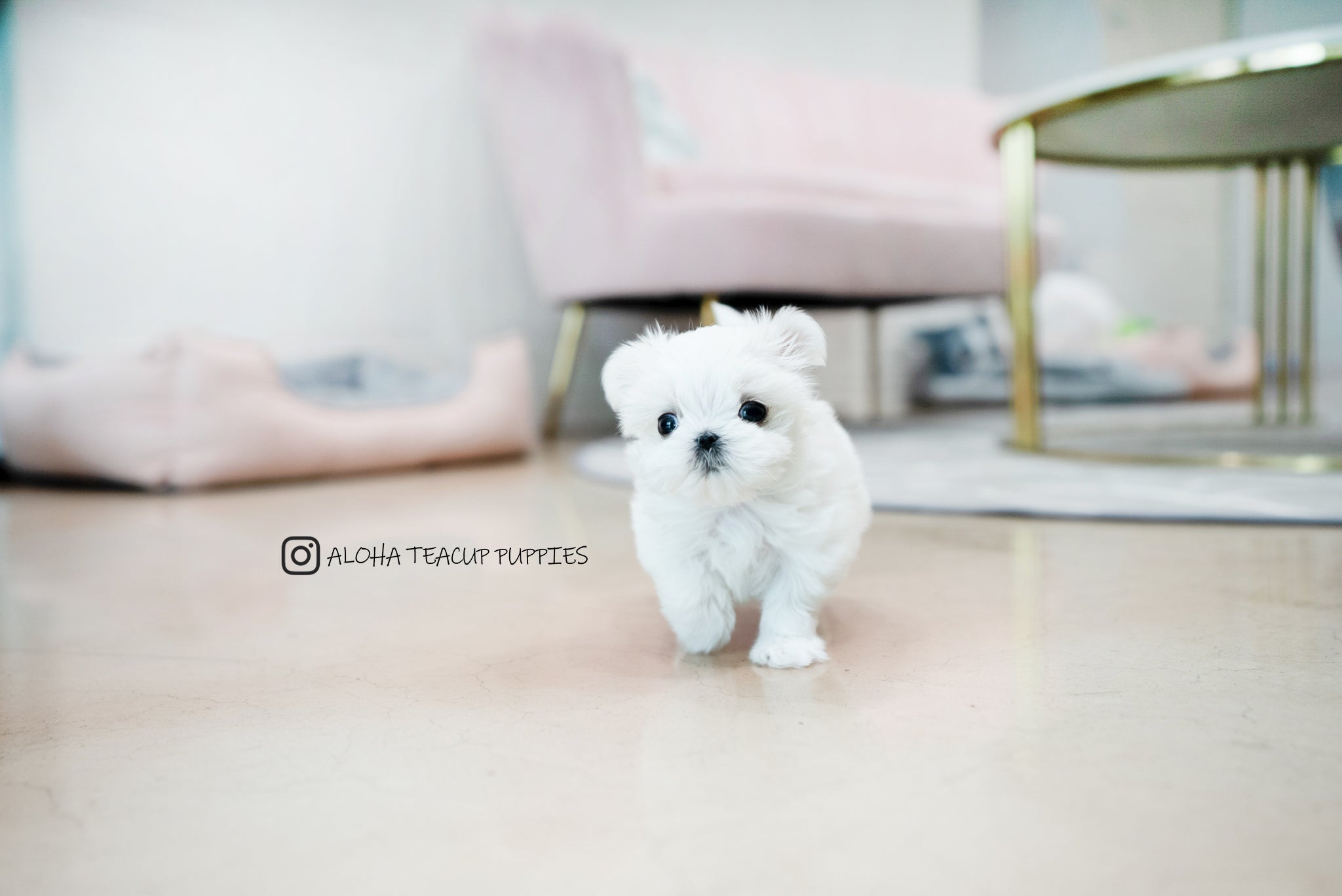 Owen [TEACUP MALTESE]