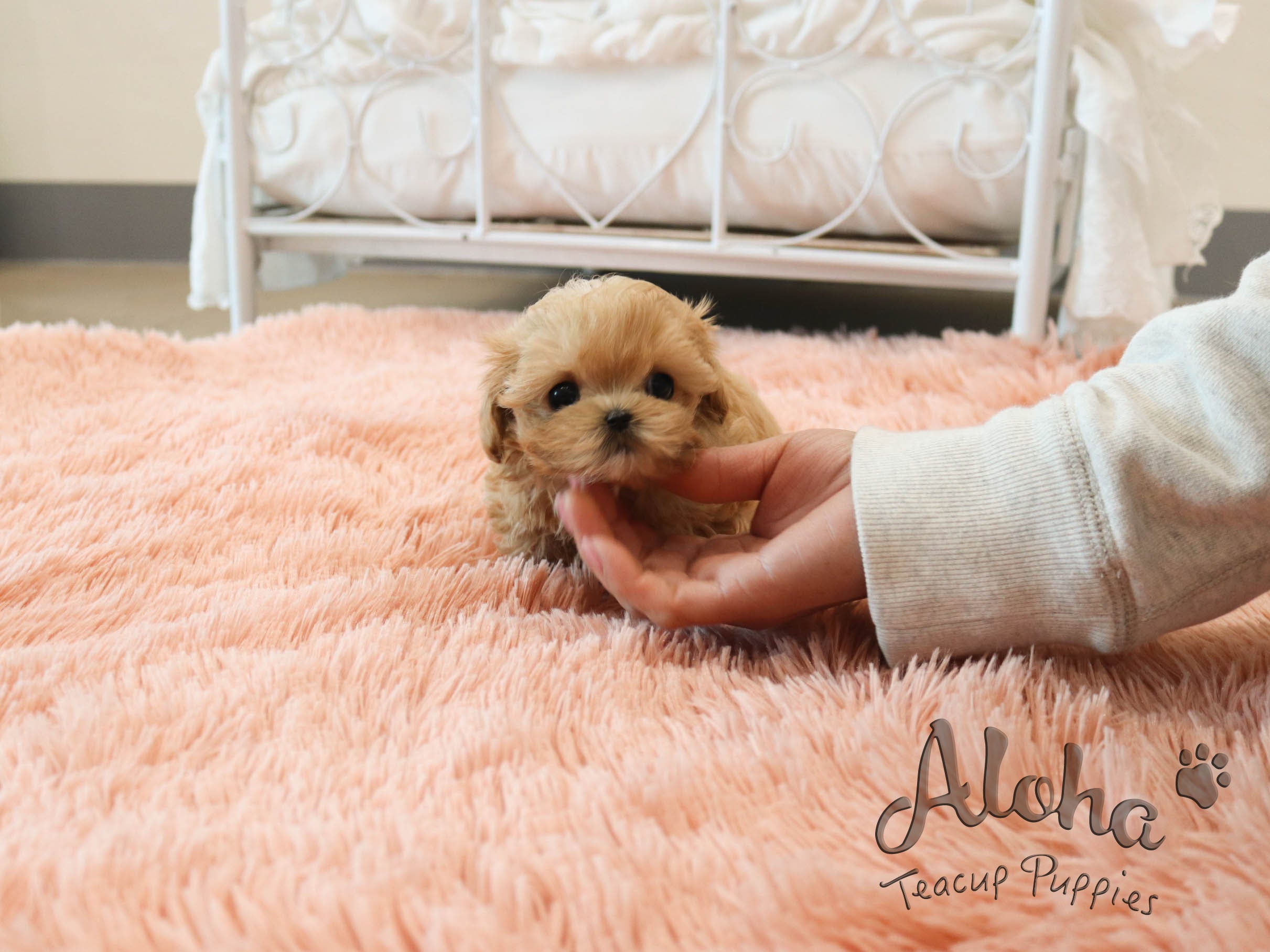 Lola [TEACUP MALTIPOO]