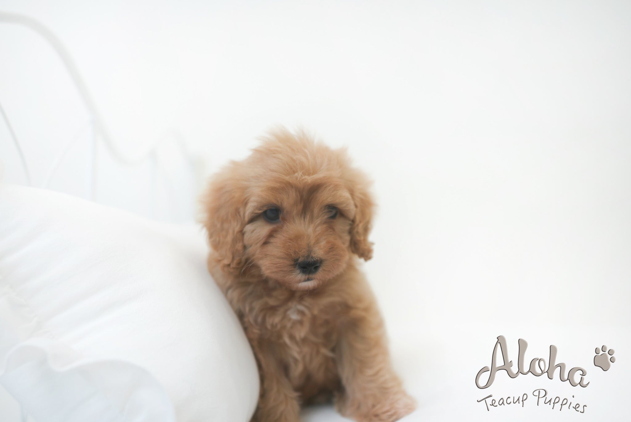 Harry [Mini golden doodle]