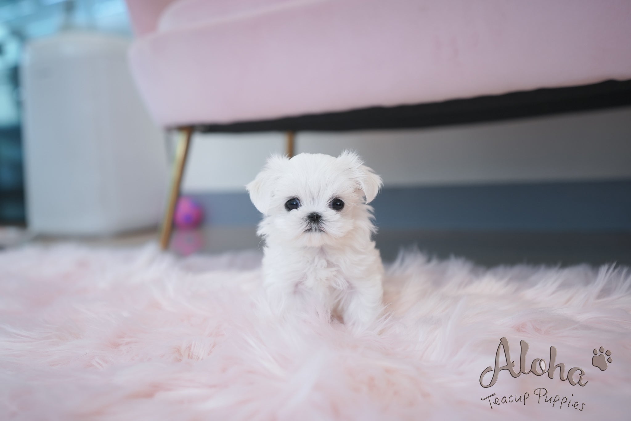 Iris [TEACUP MALTESE]