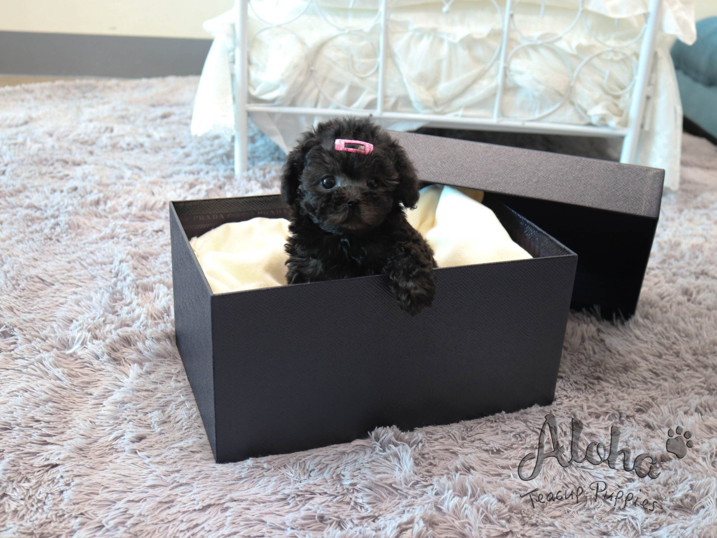 Bella [TEACUP POODLE]