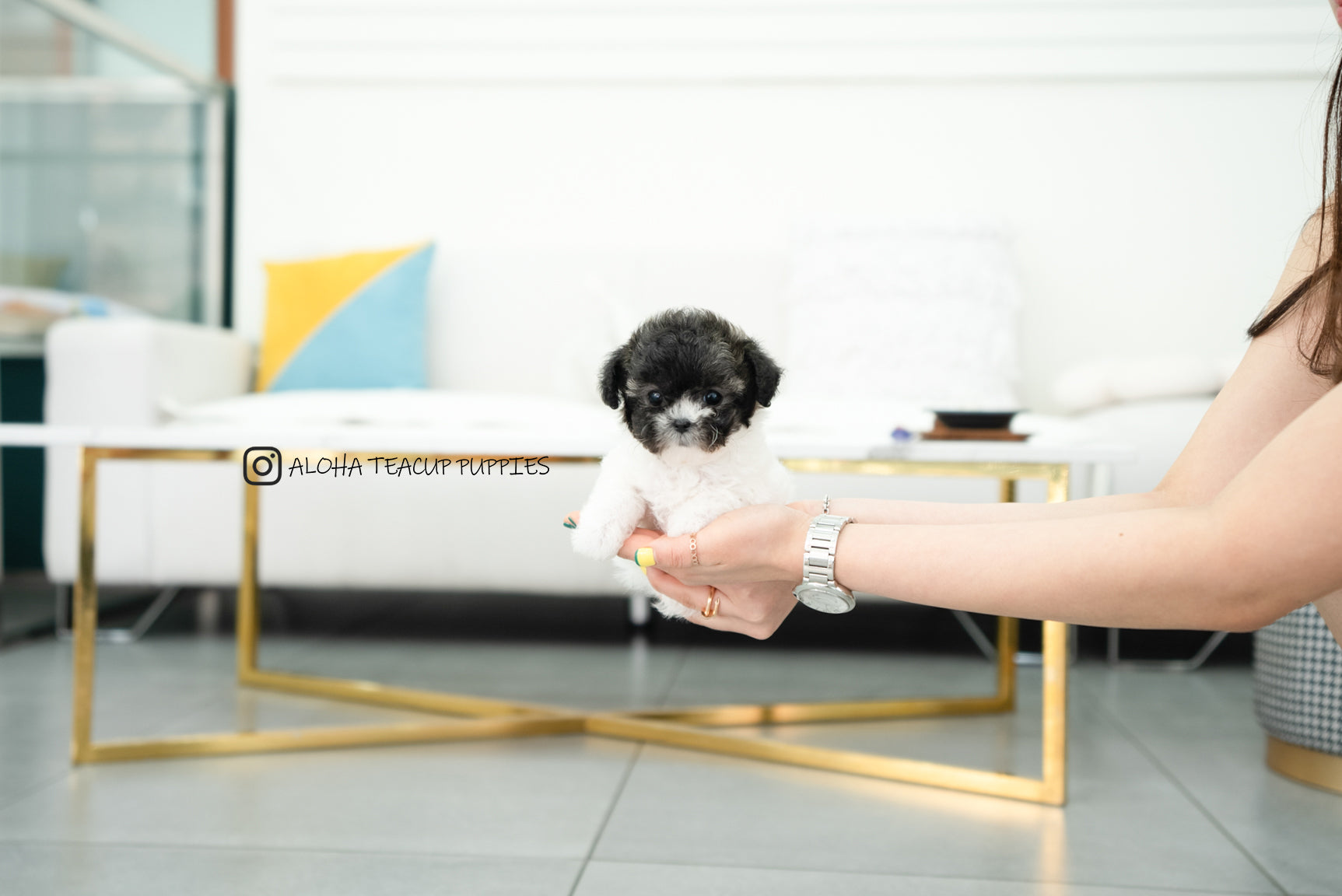 Donna [TEACUP POODLE]