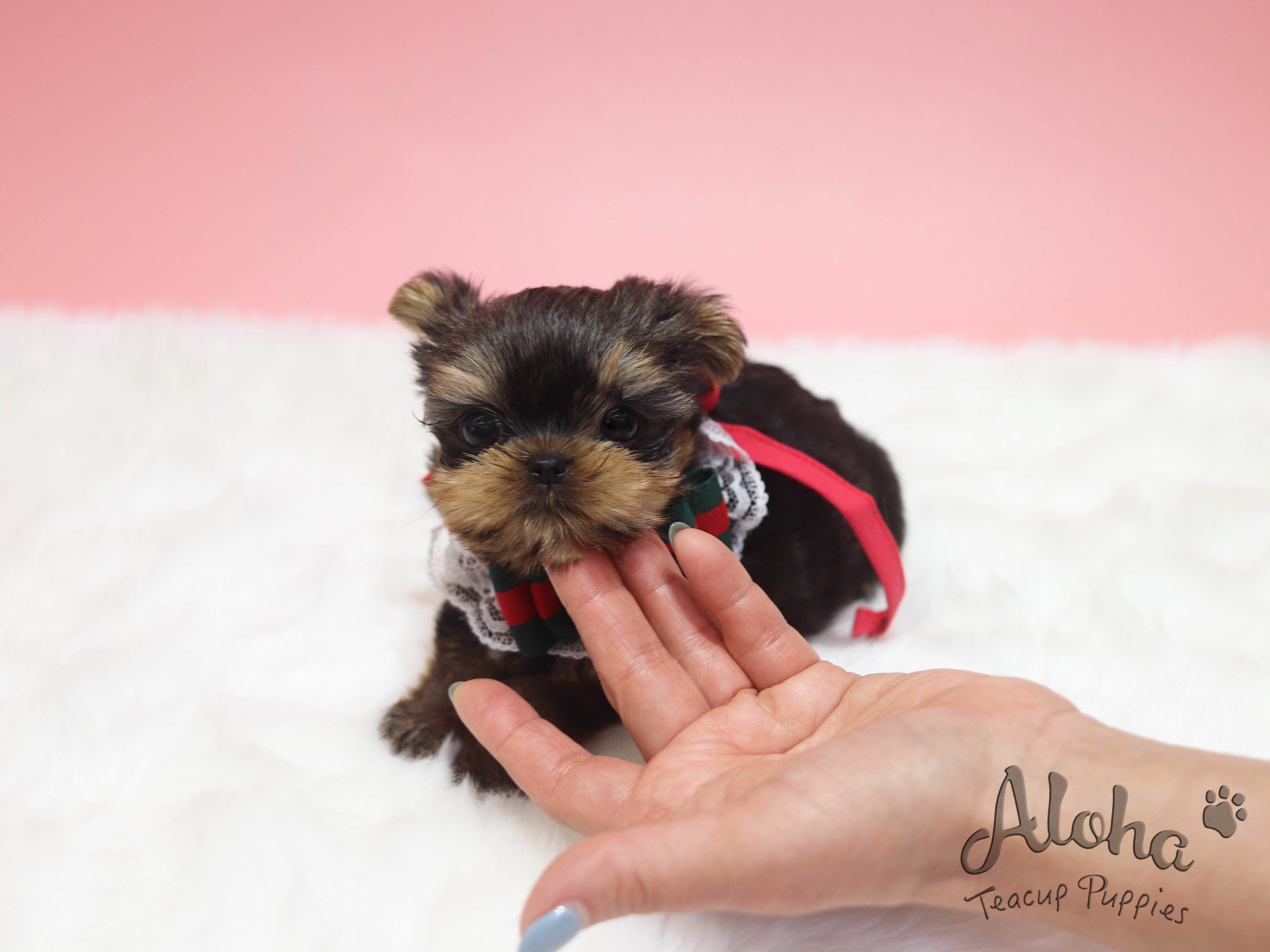 Heidi [TEACUP YORKIE]