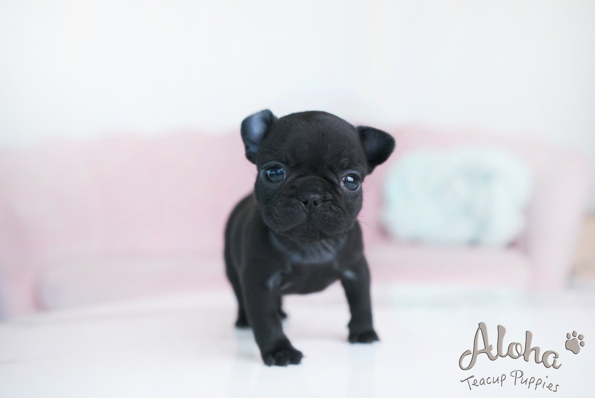 Ember [TEACUP French]
