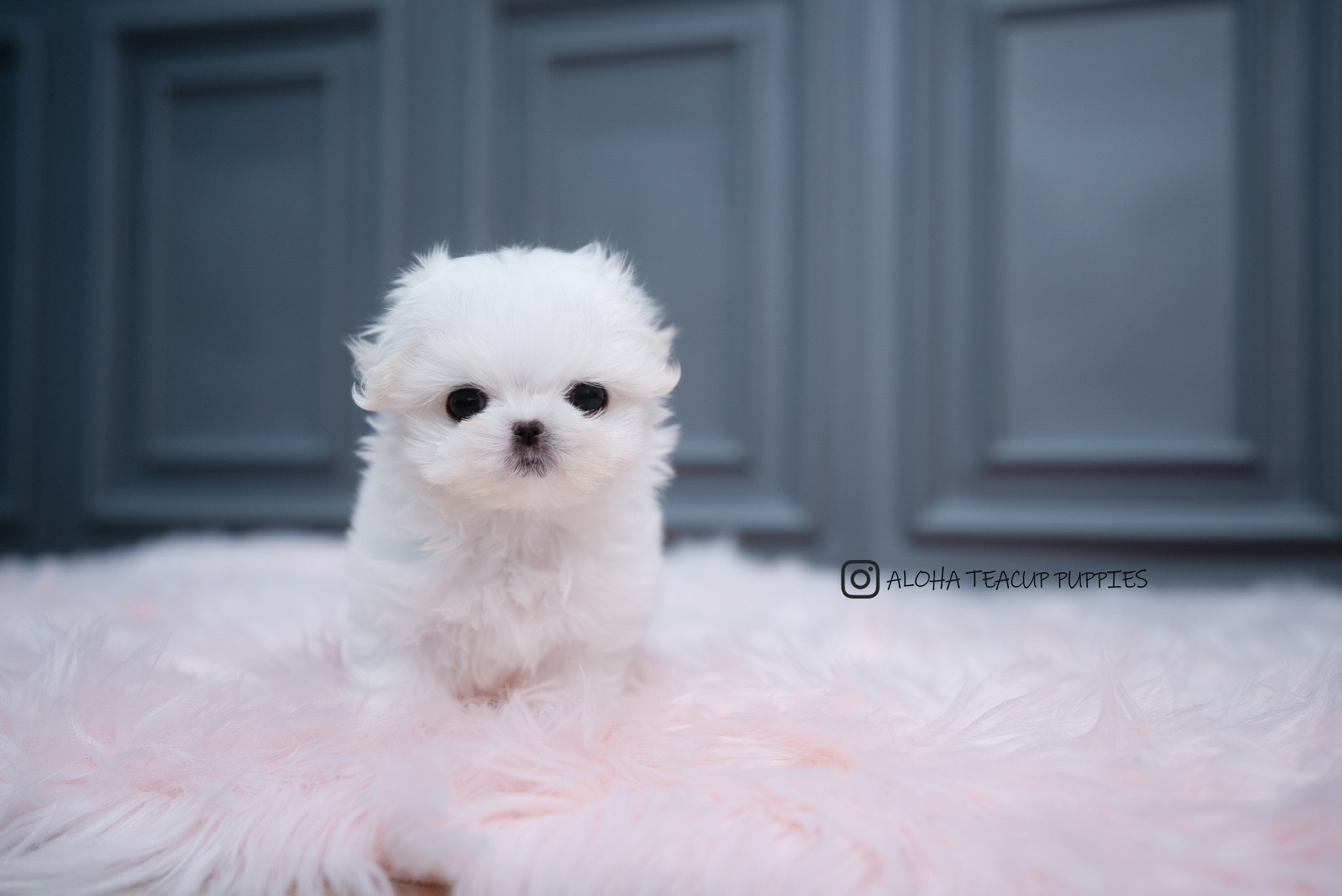 Aria [TEACUP MALTESE]