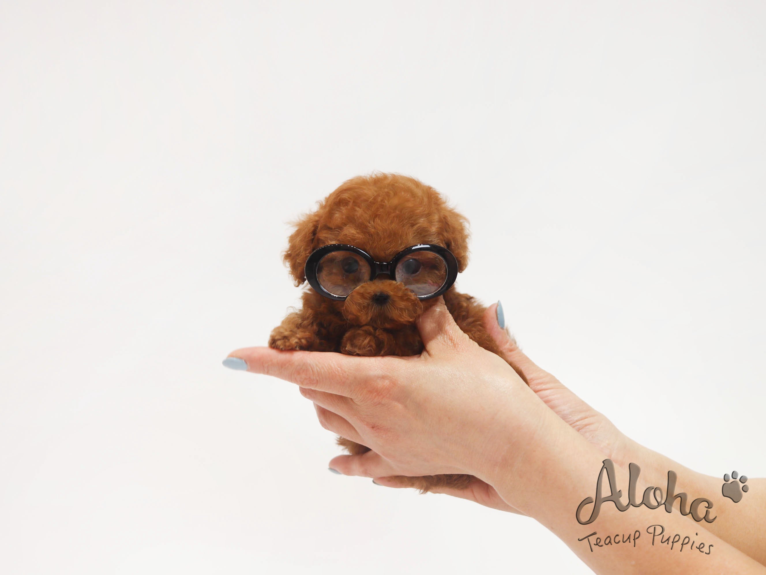 Versace [TEACUP POODLE]