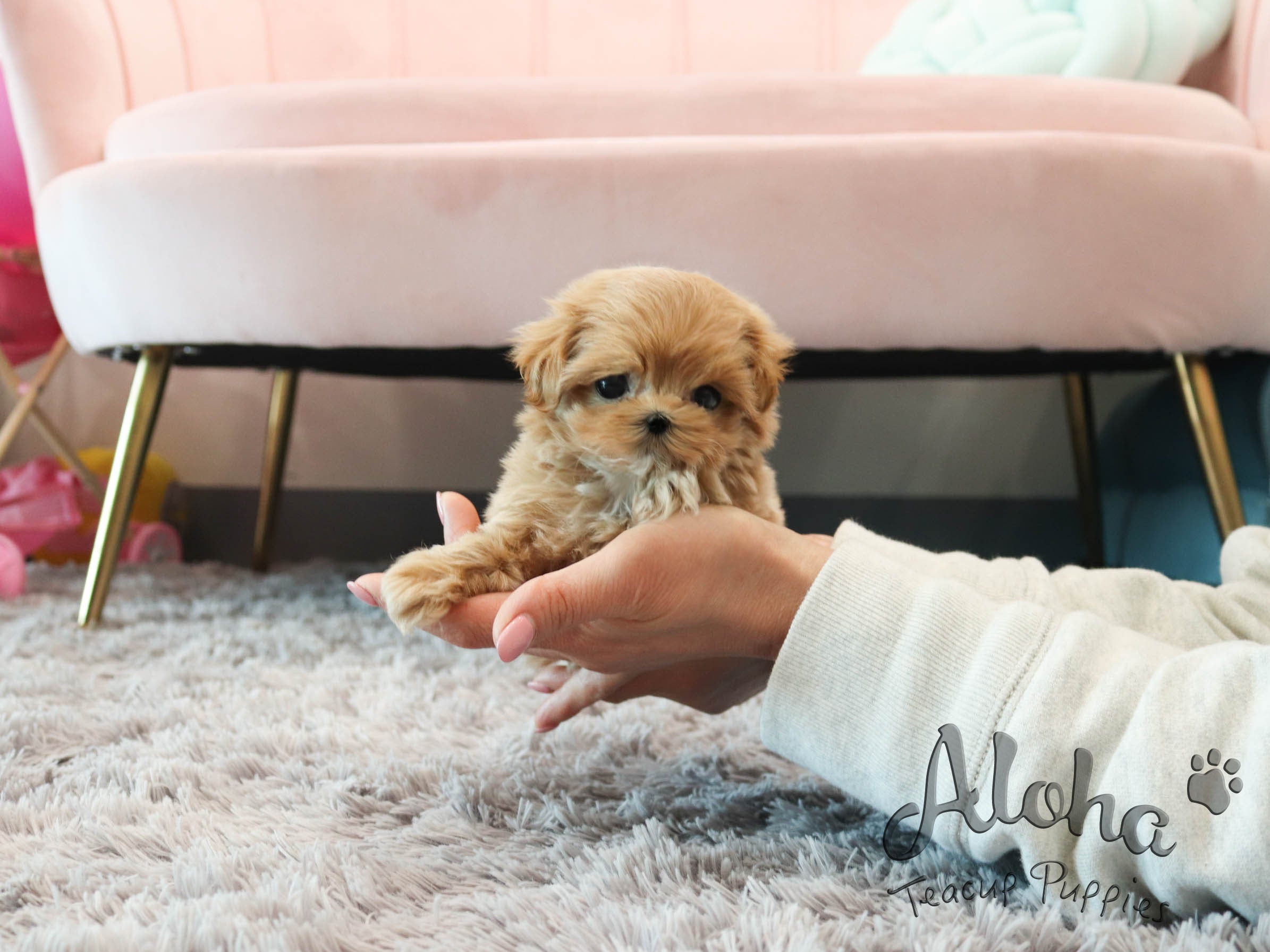 Joanne [TEACUP MALTIPOO]