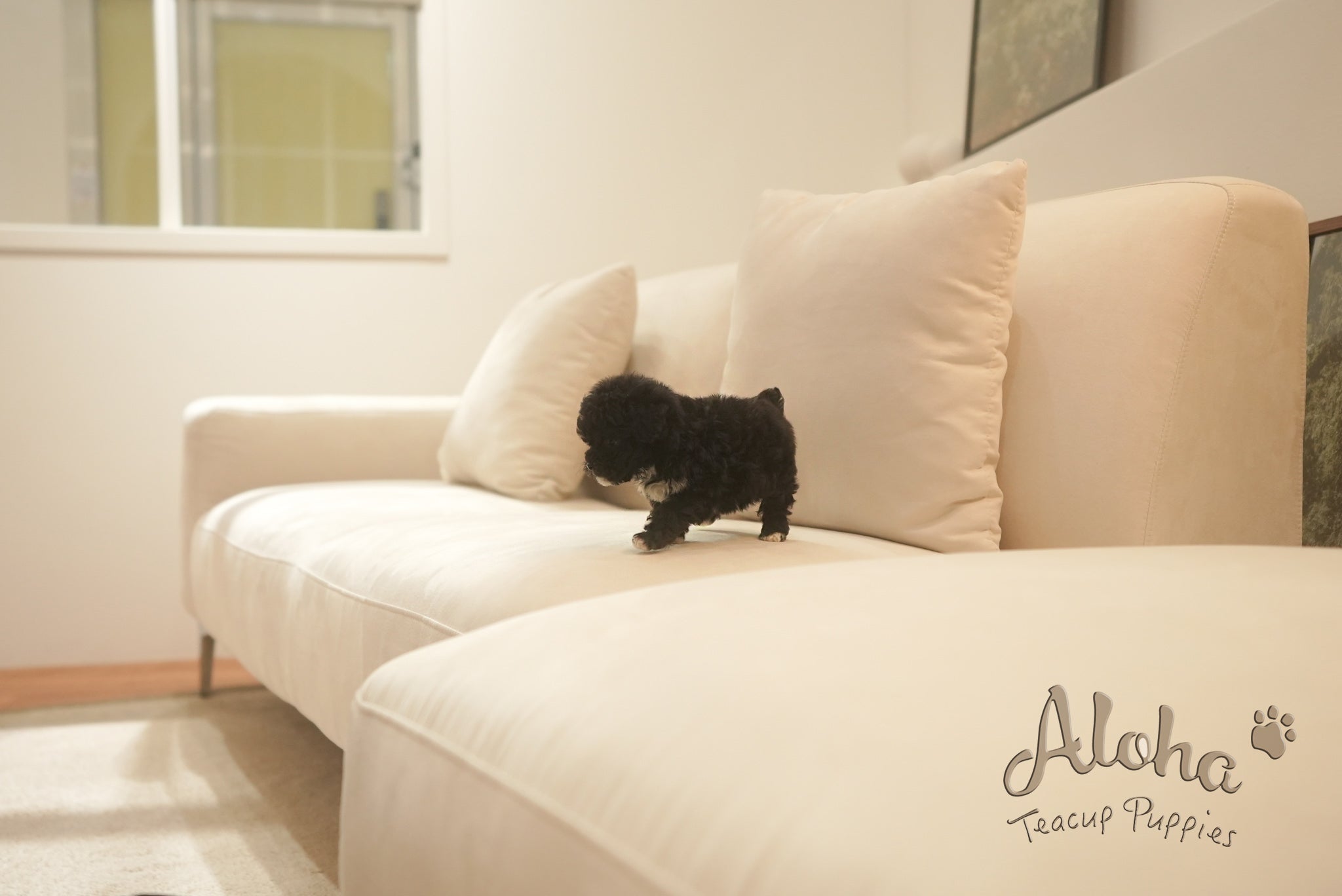 Remi [TEACUP POODLE]