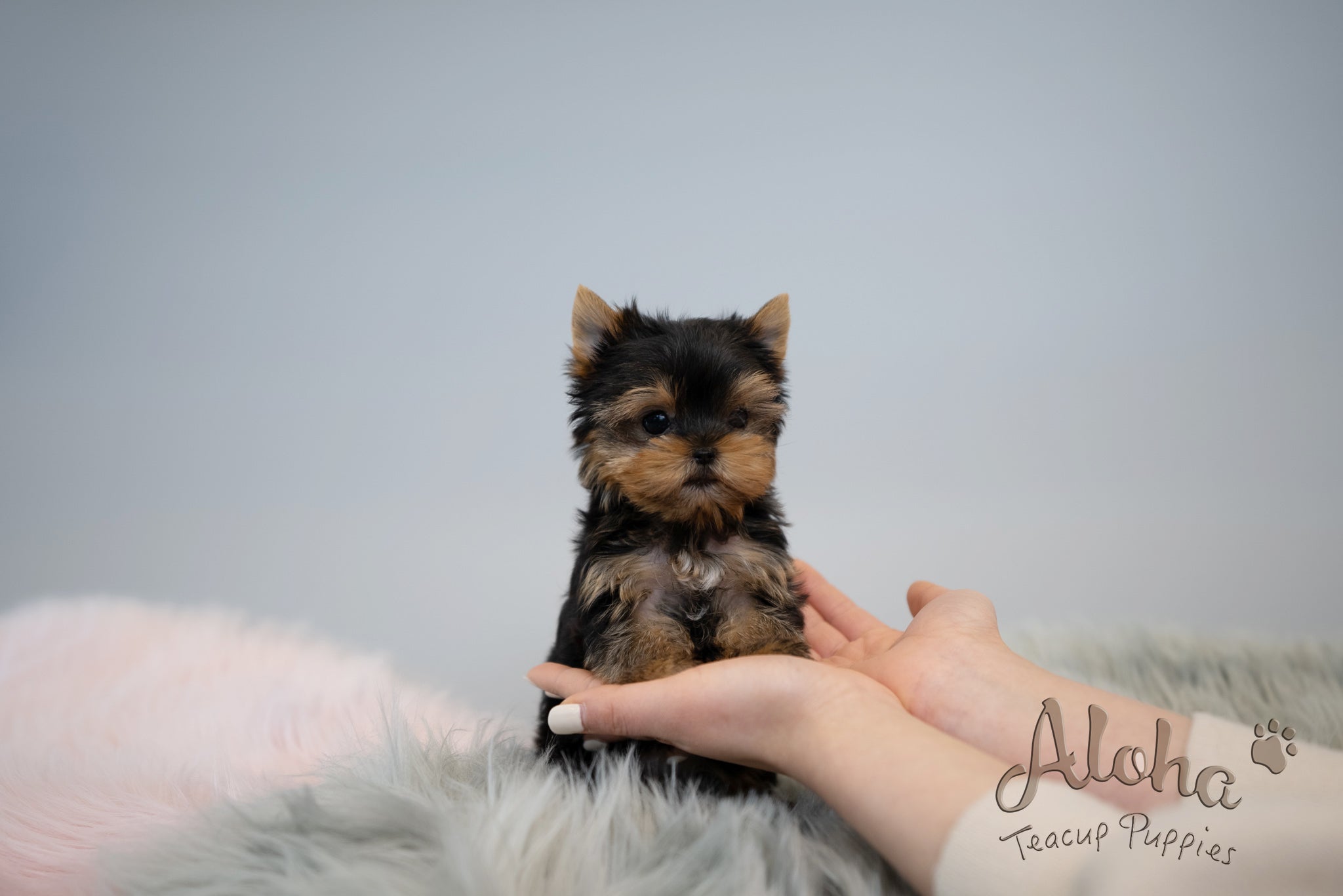 Fanny [TEACUP YORKIE]