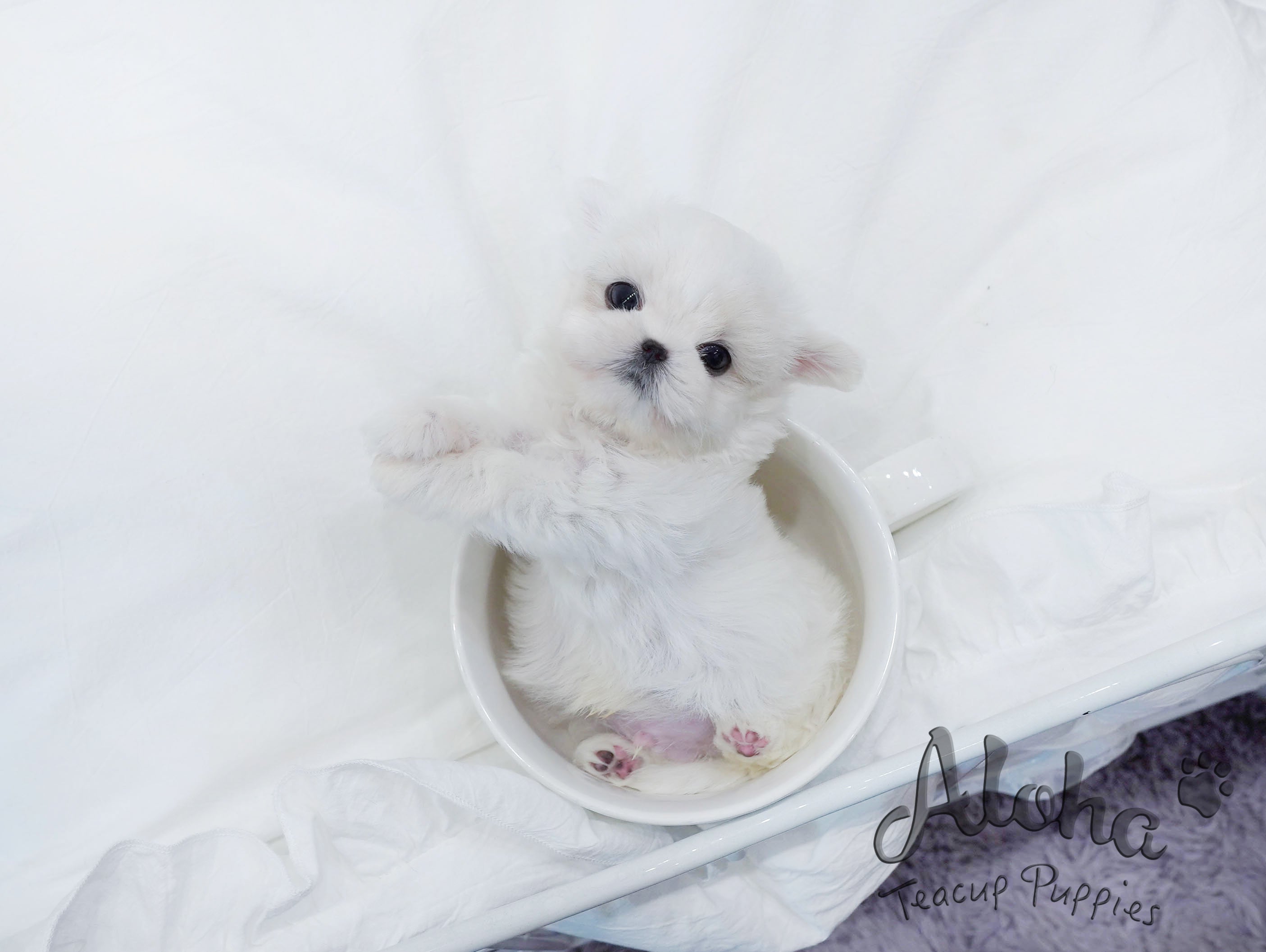 Ben [TEACUP MALTESE]