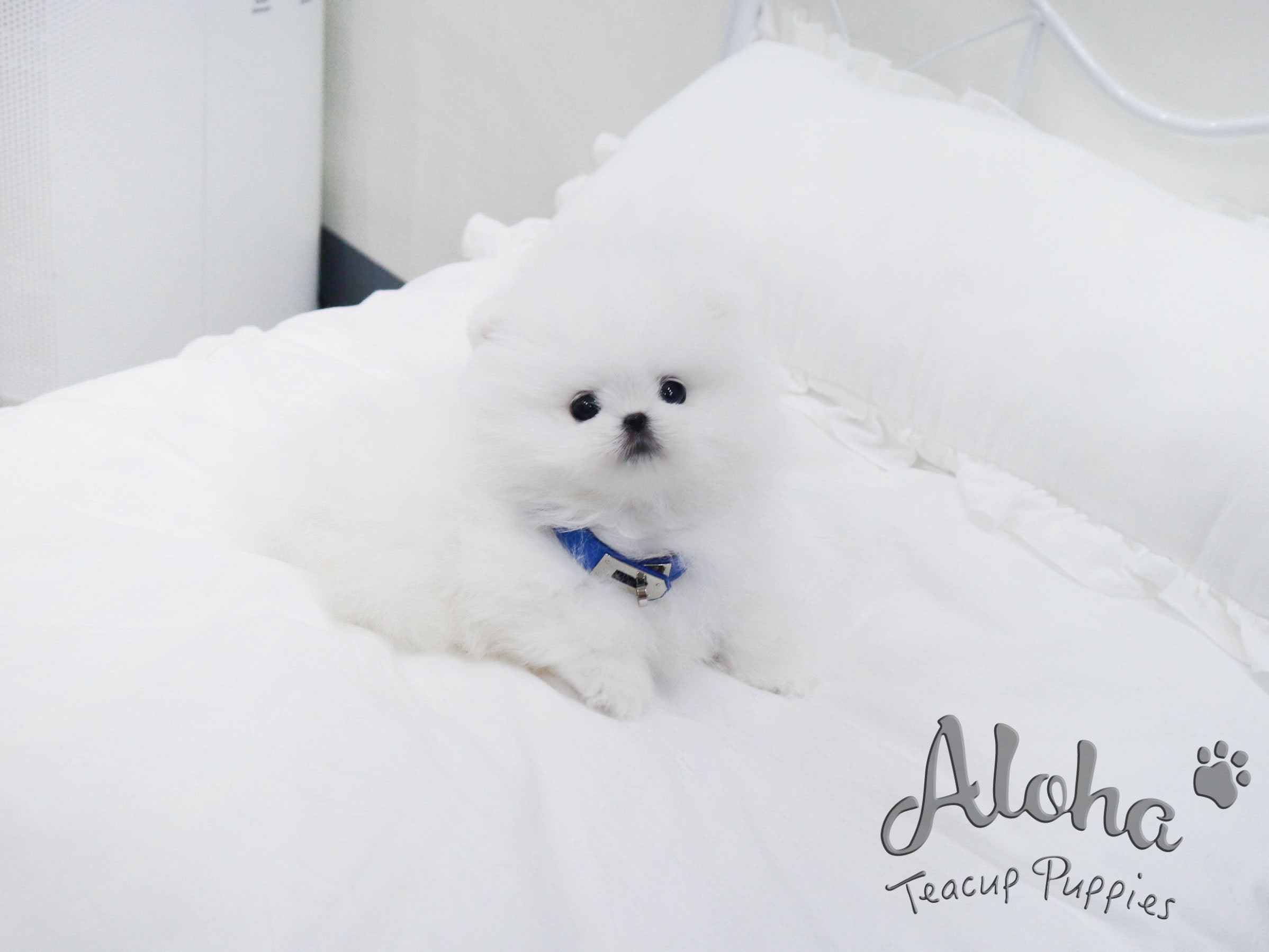 Bailey [TEACUP POMERANIAN]
