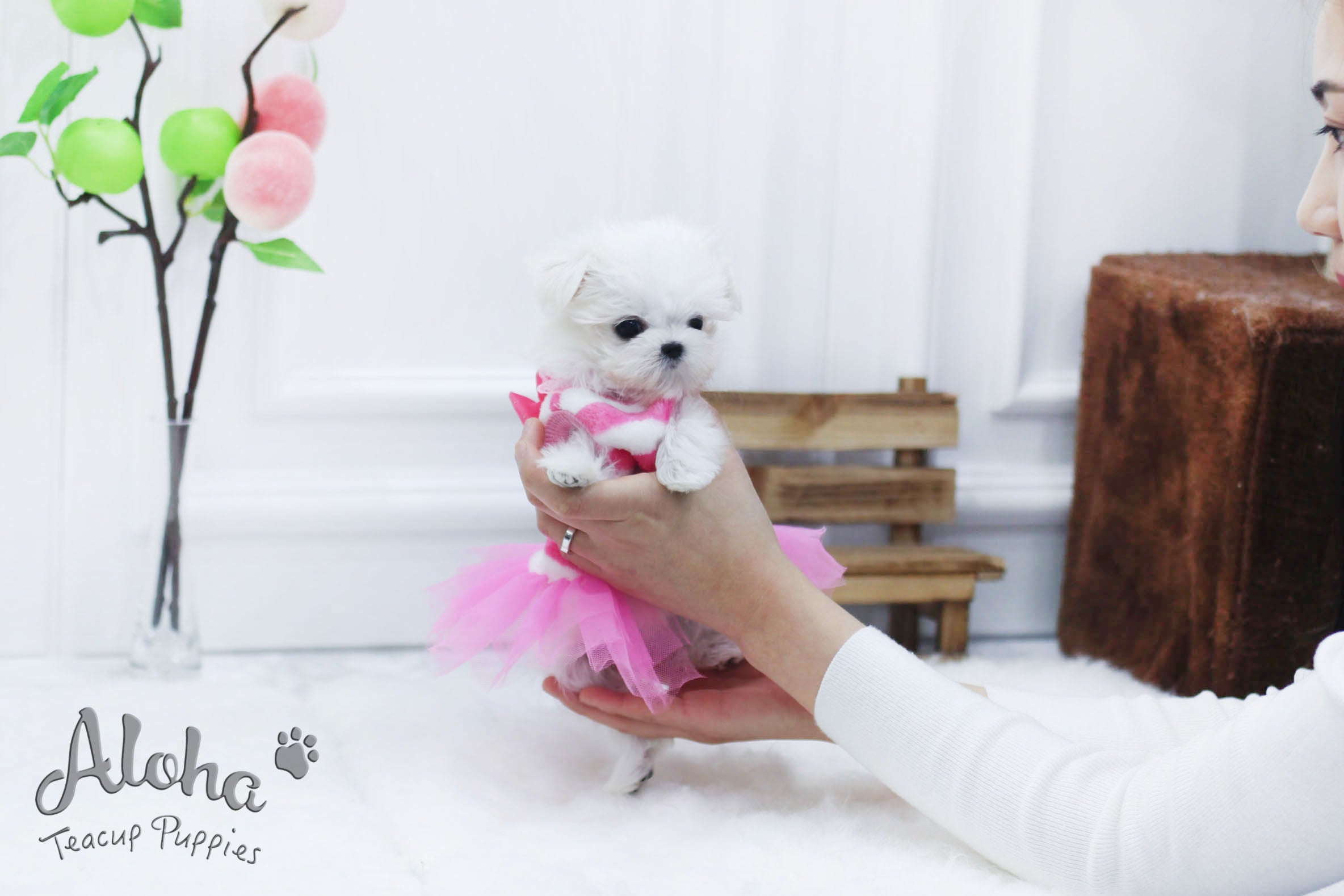 Sold to Tien, Woody [TEACUP MALTESE]