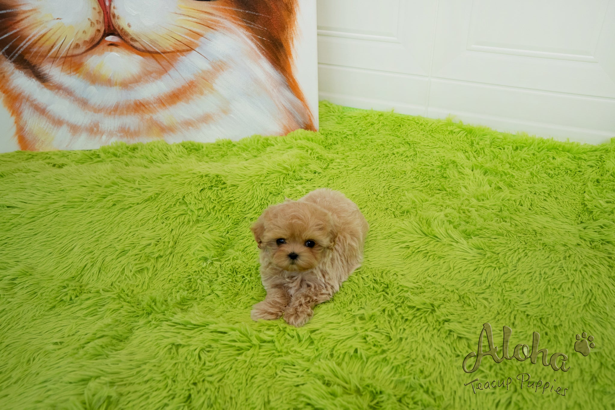 Mia [TEACUP MALTIPOO]