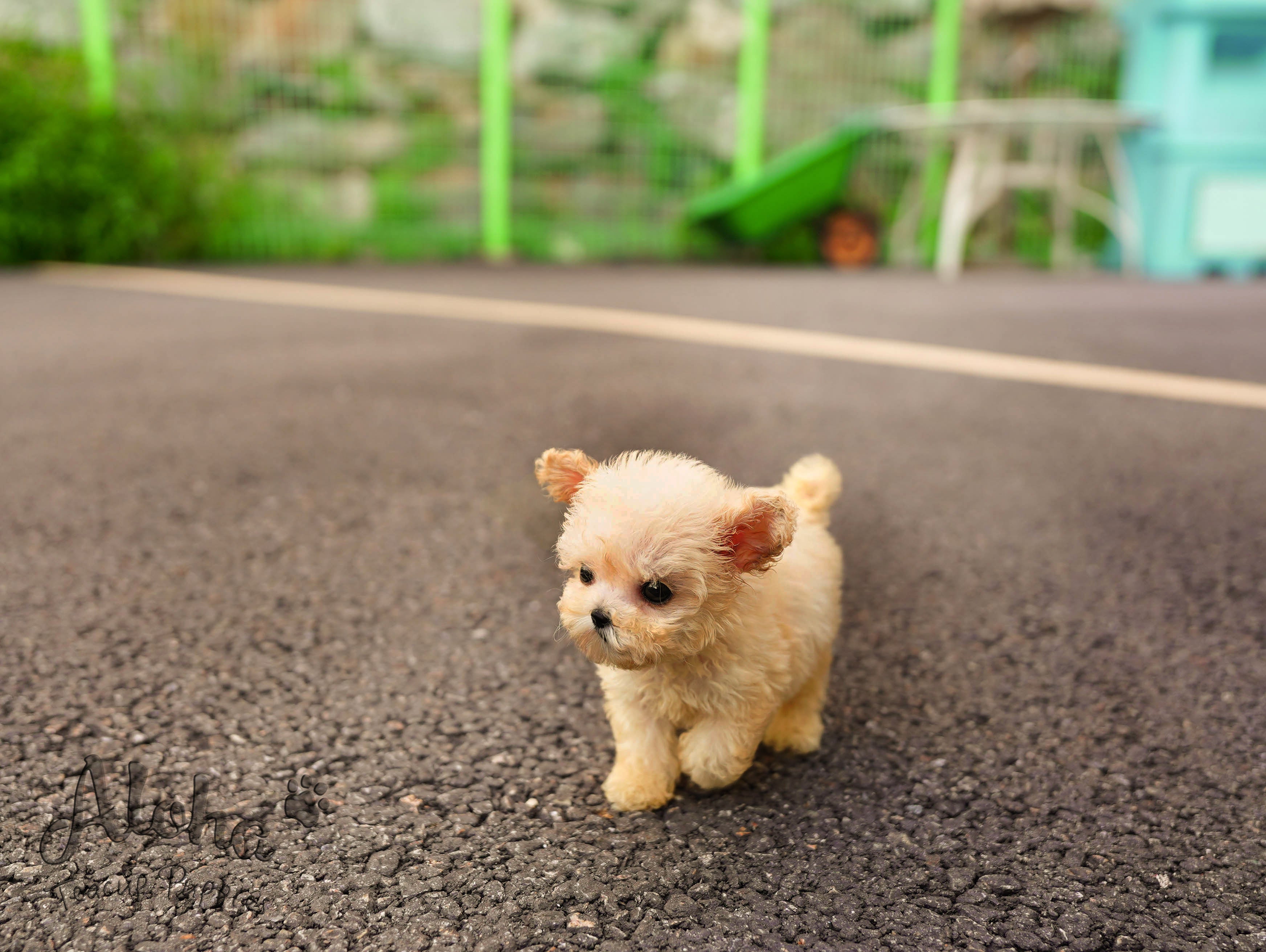 Haribo [TEACUP POODLE]