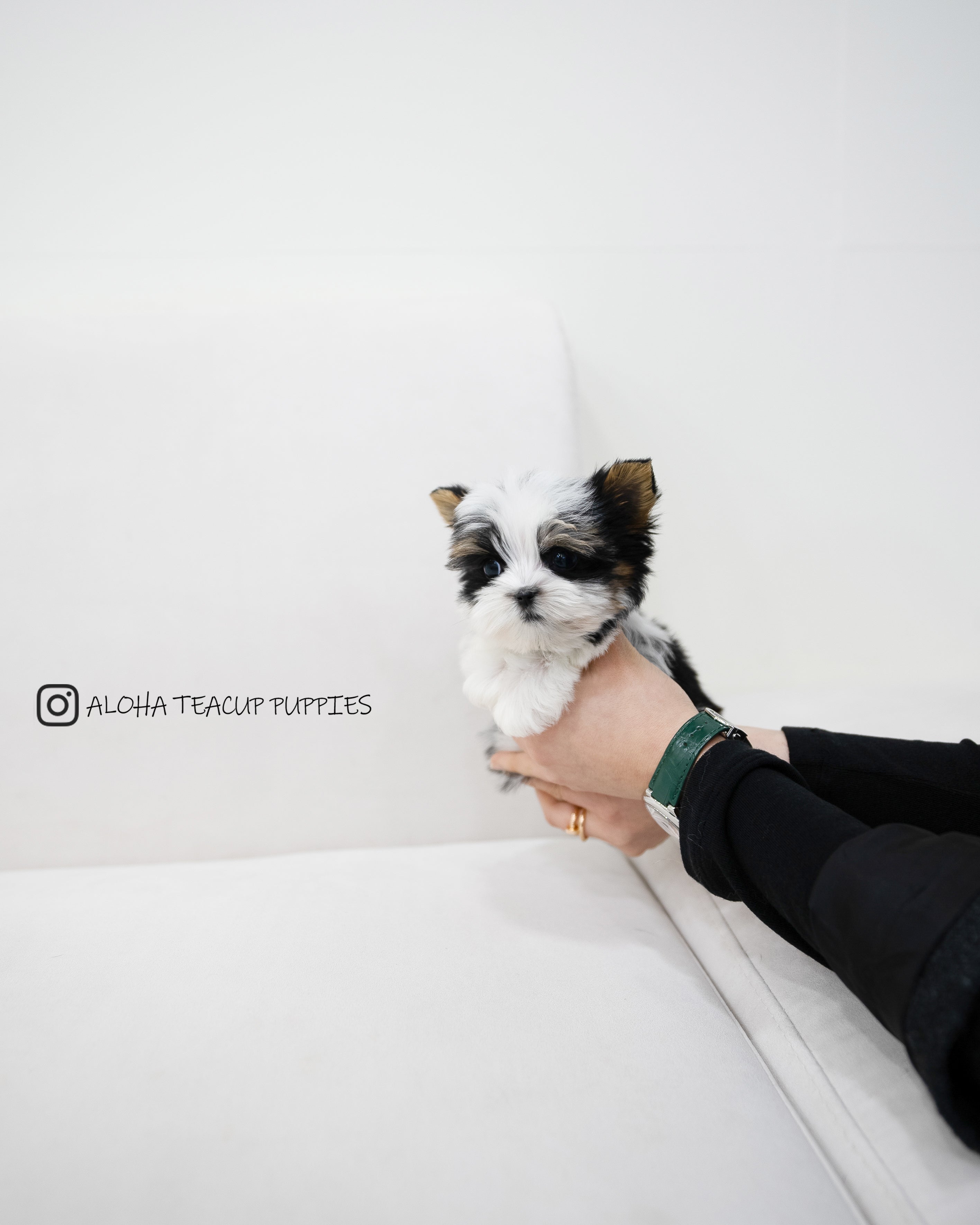 Jayden [TEACUP Biewer Terrier]