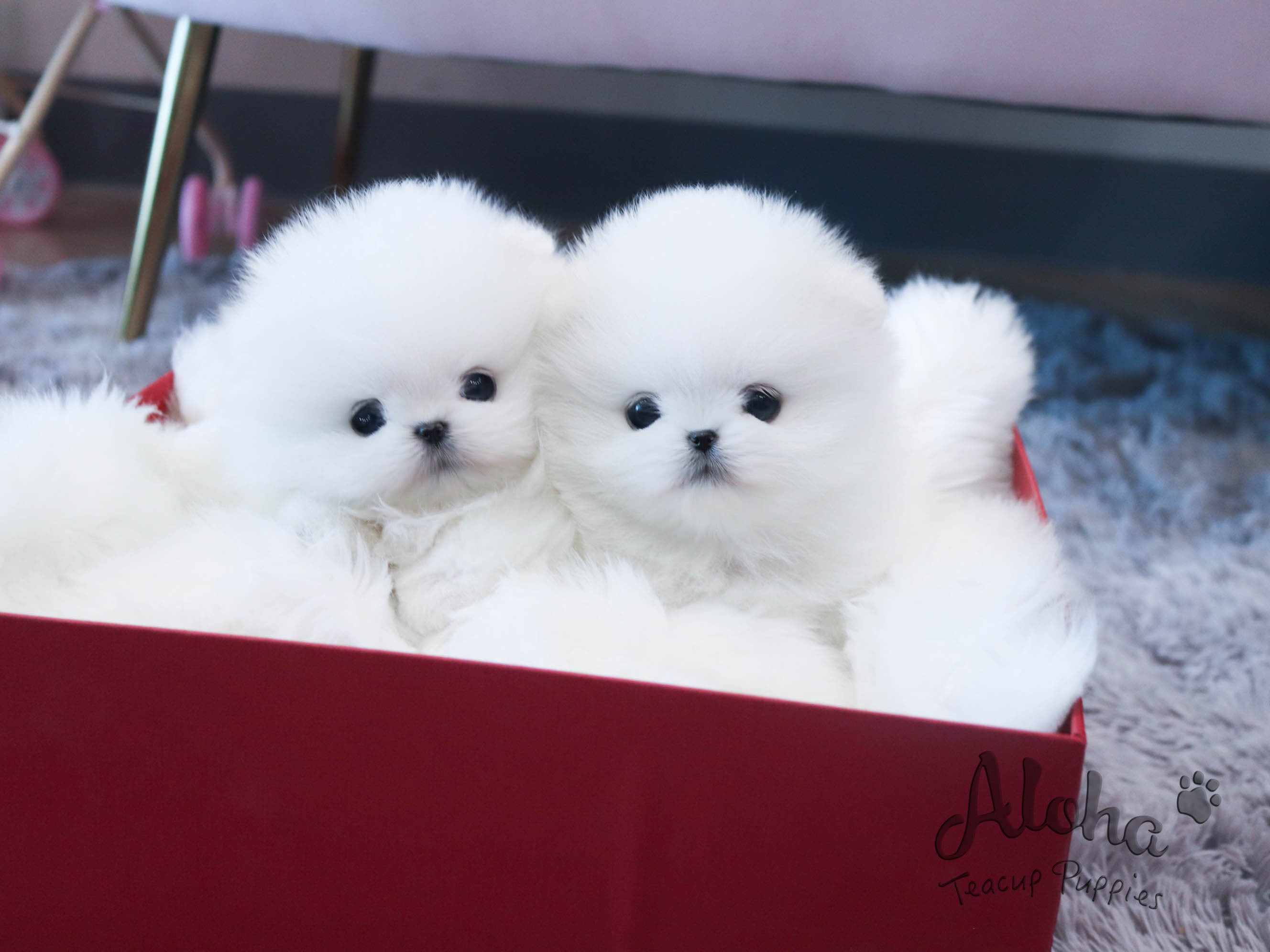 Anna&Sui [TEACUP POMERANIAN]