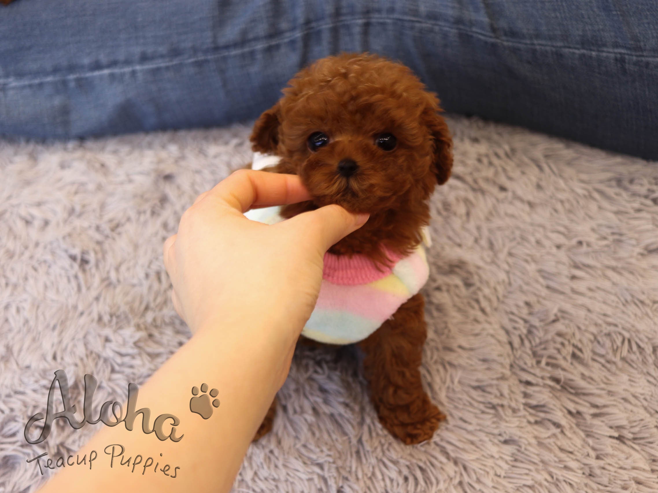 Popcorn [TEACUP POODLE]