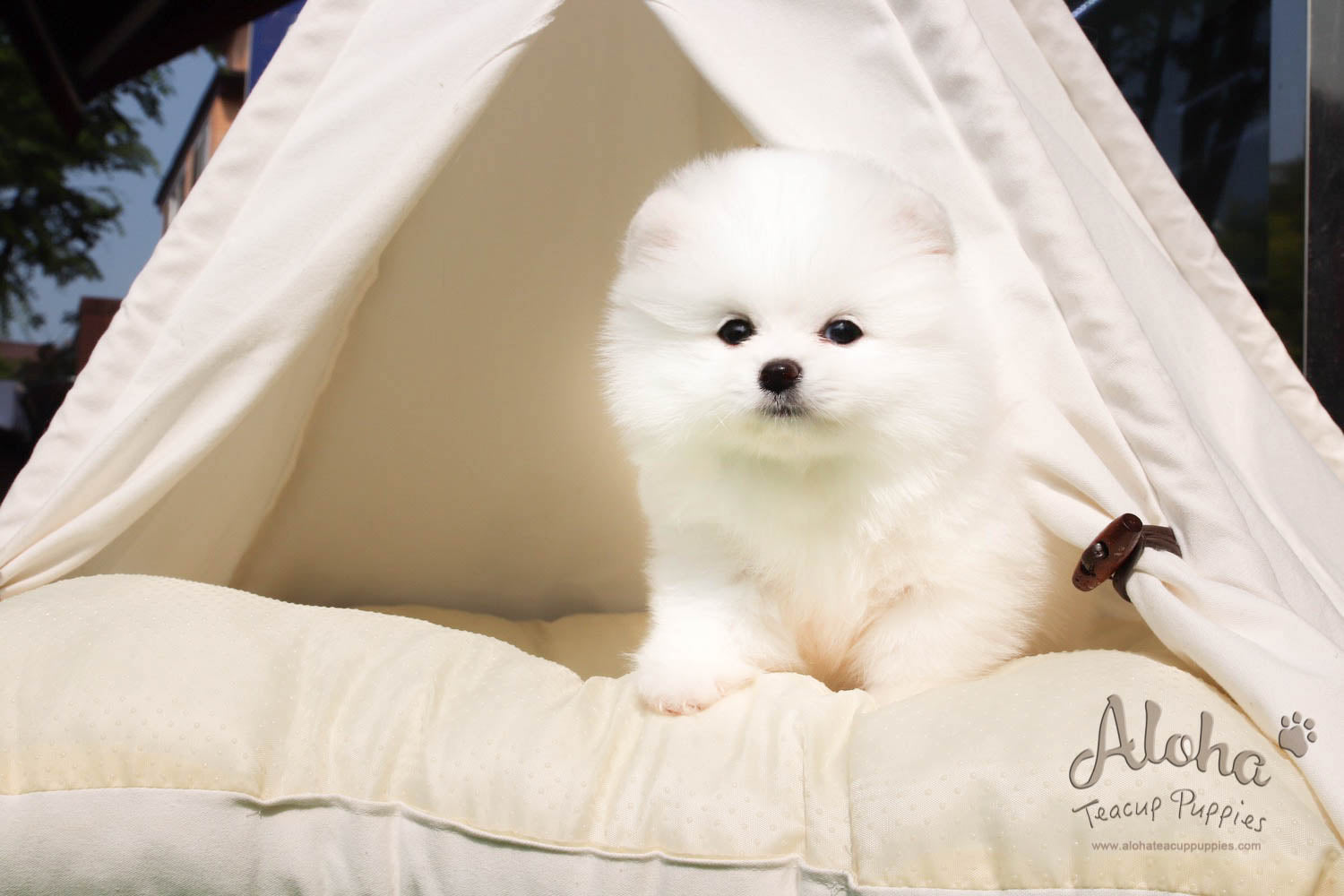 Barnie - [Pomeranian]