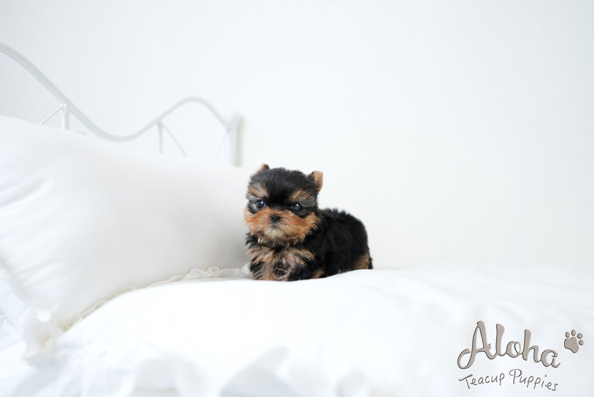 Finn [TEACUP YORKIE]