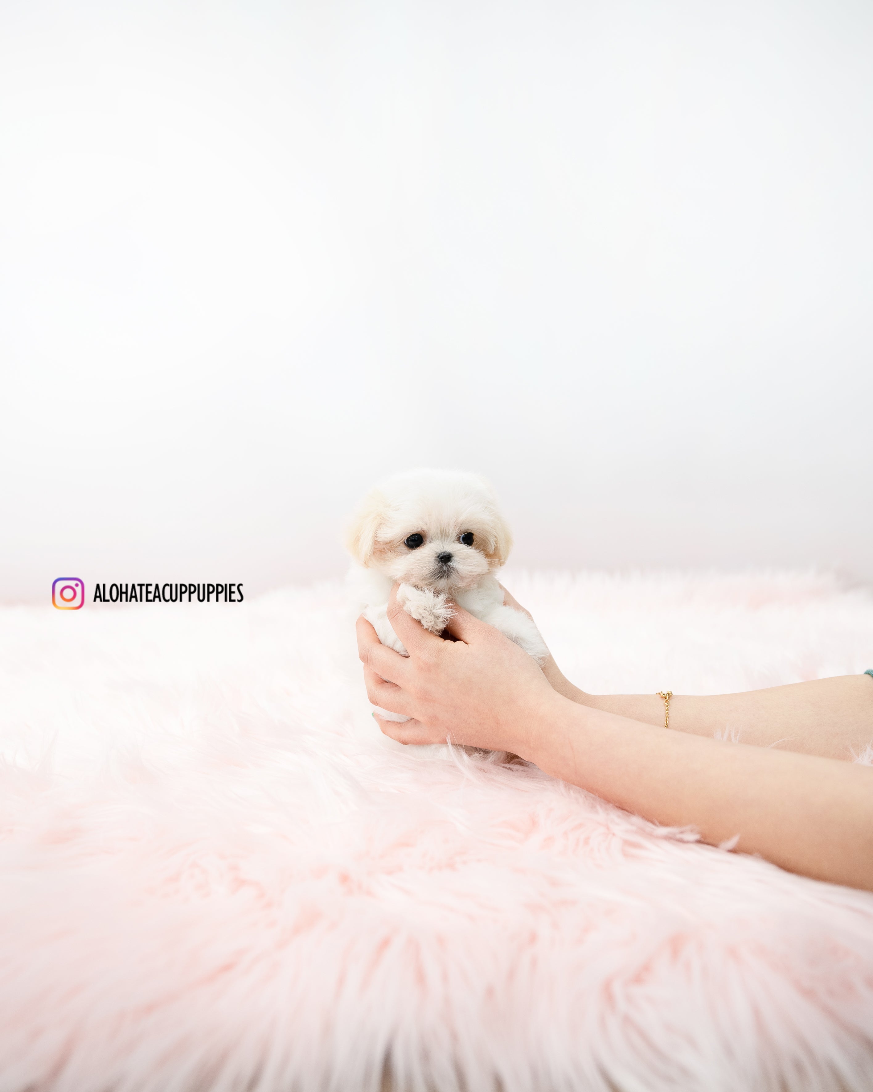 Bunny [TEACUP MALTIPOO]
