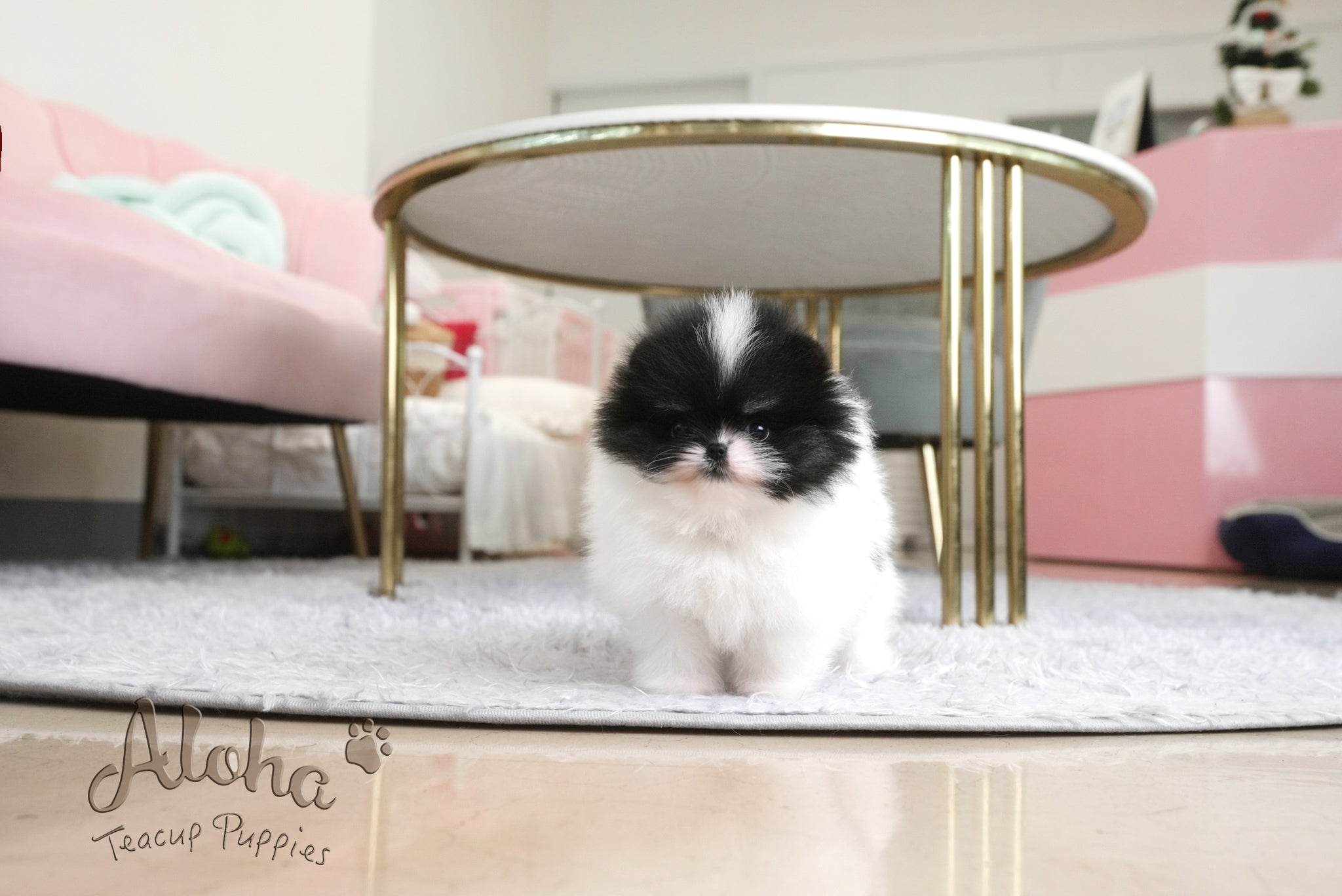Grant [TEACUP POMERANIAN]