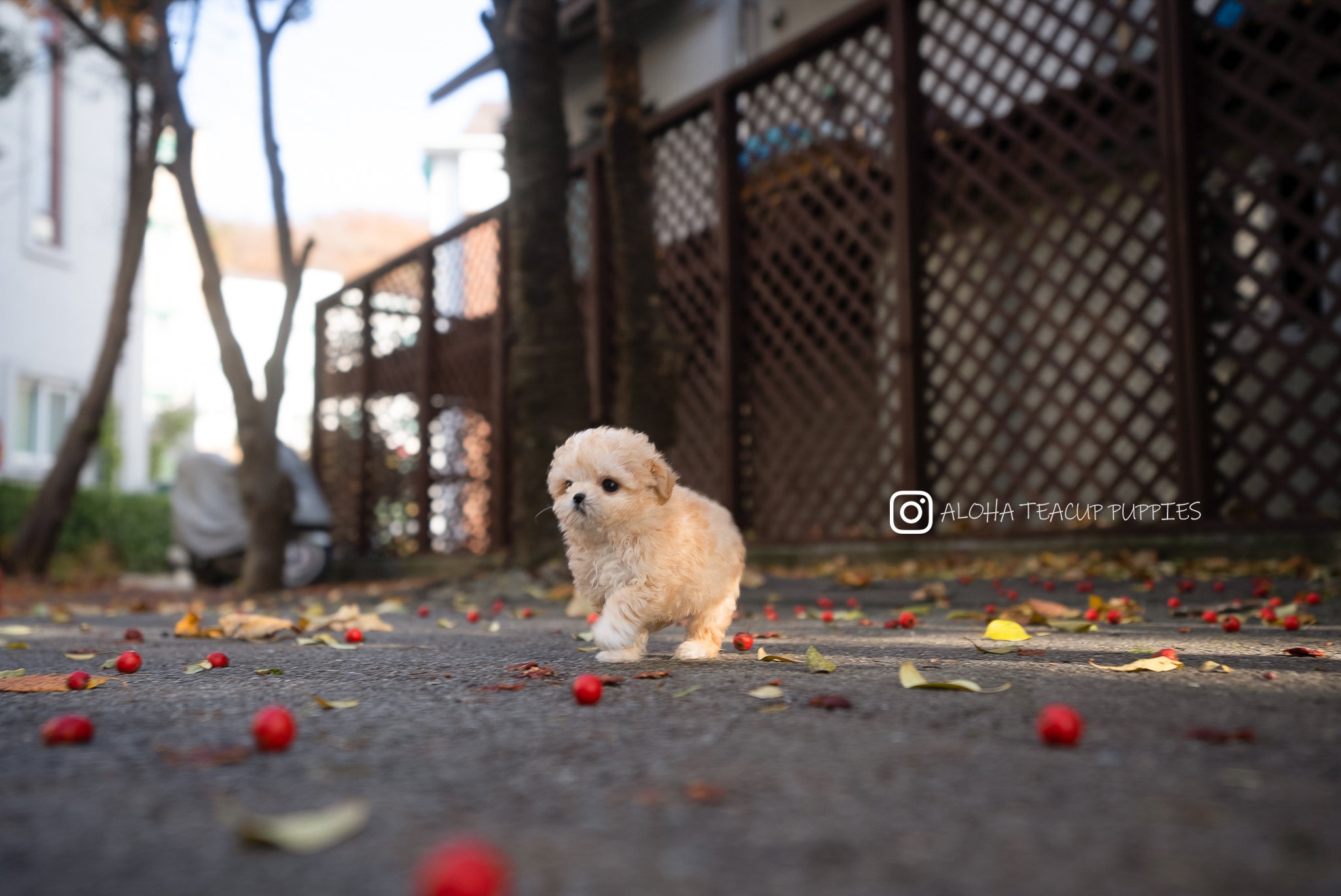 Maru [Maltipoo TOY]