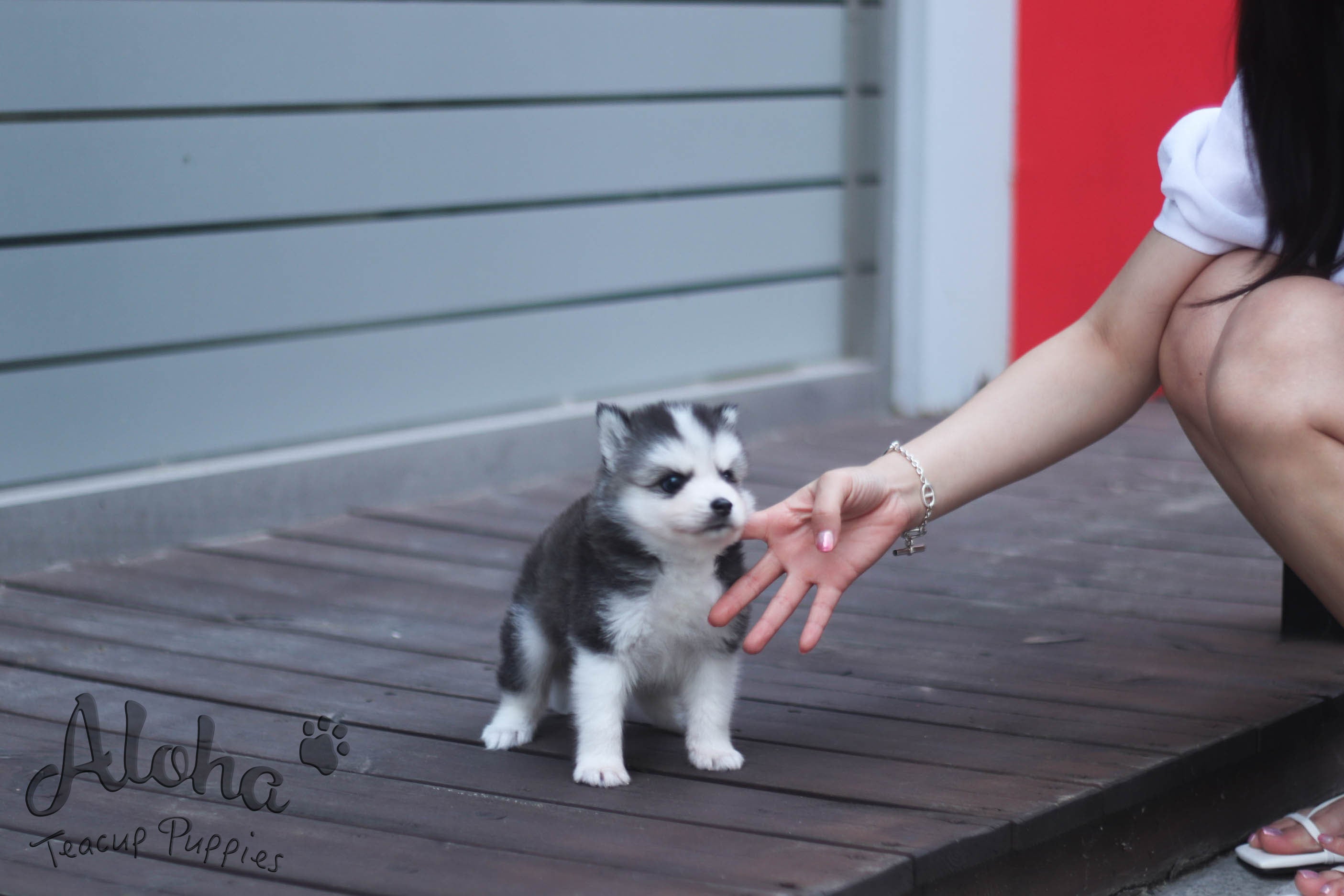 售予Maytinee，鲨鱼 [茶杯哈士奇混波美拉尼亚犬]